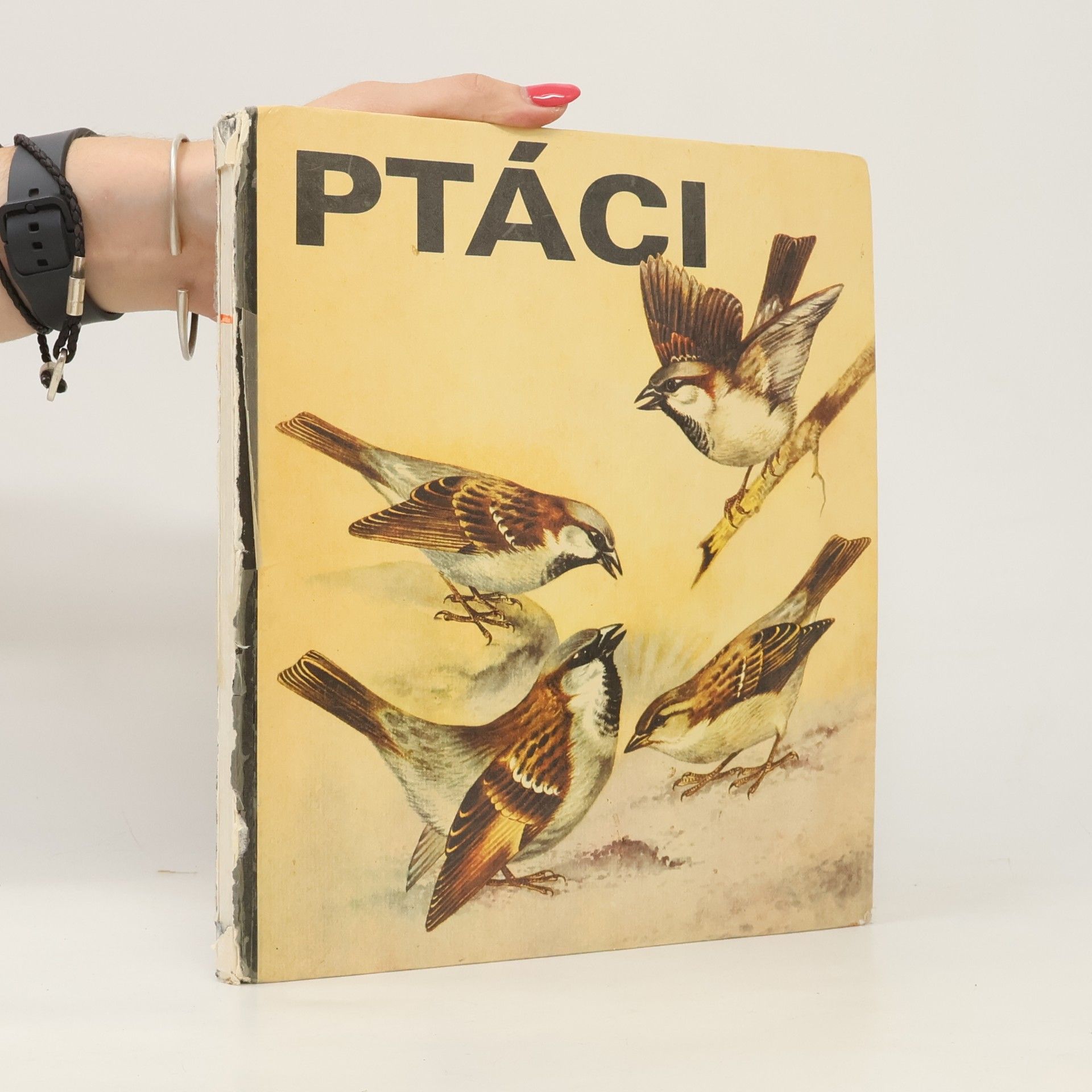 Ulrich Creutz Ptáci