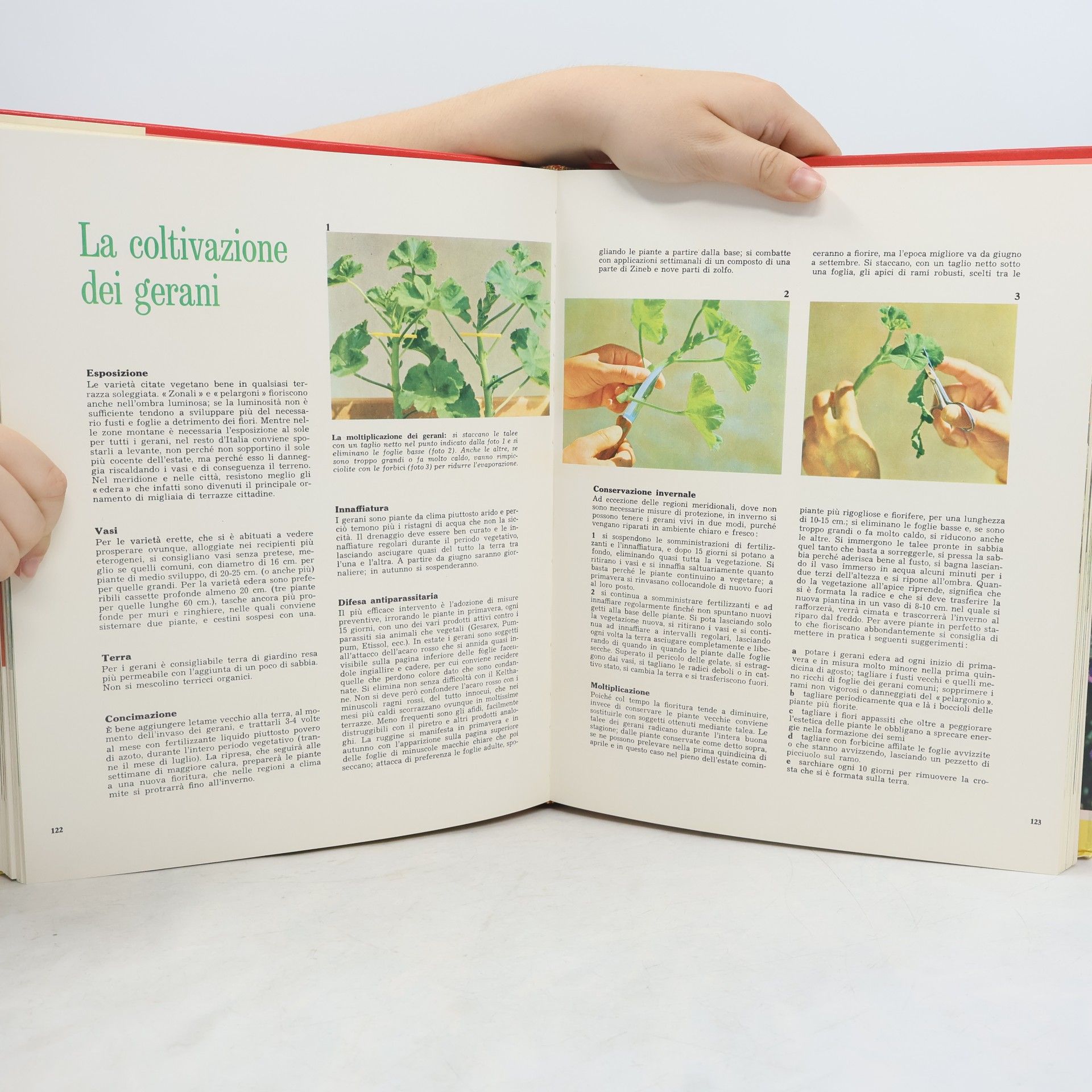 Collectif d'auteurs Terrazze e Giardini