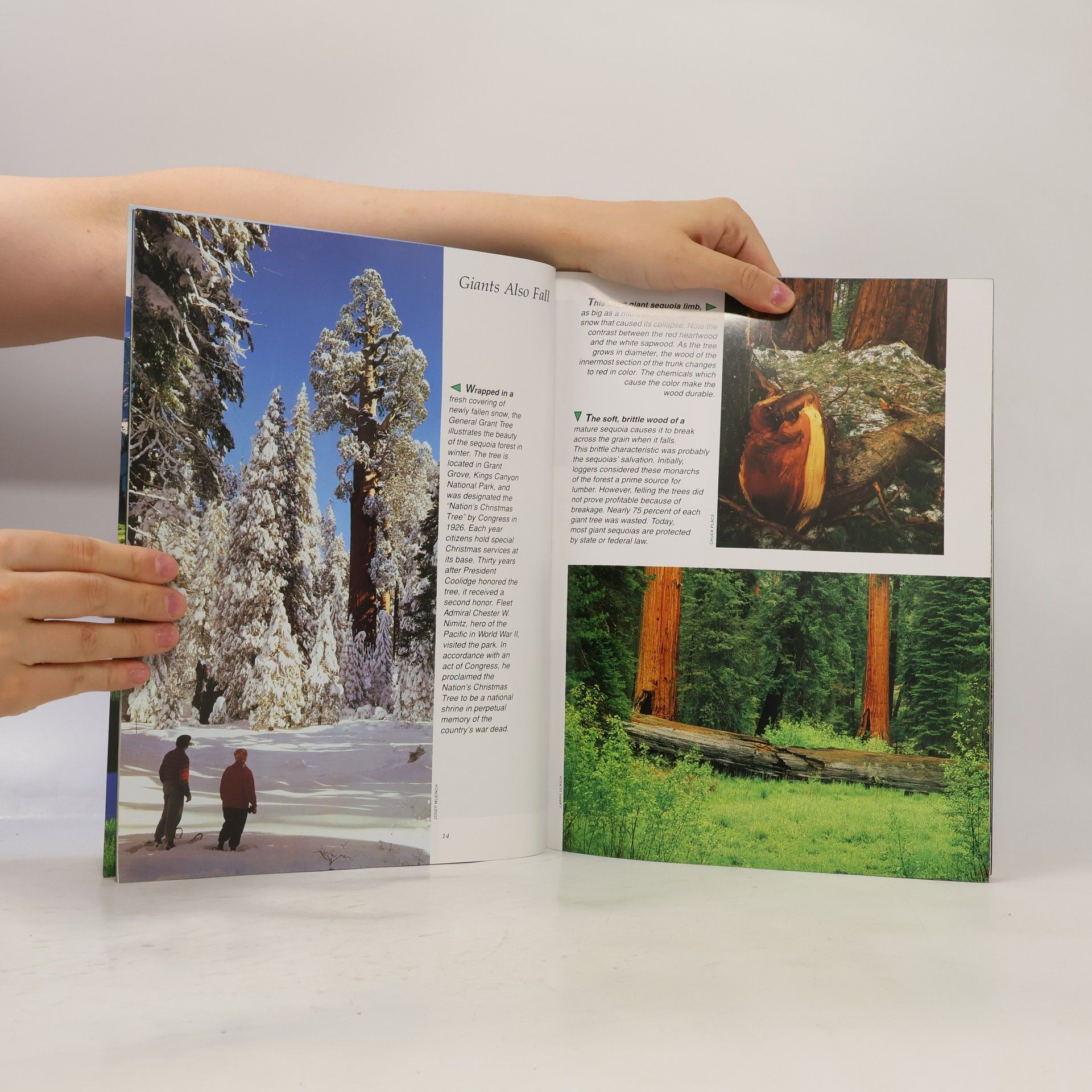 John J. Palmer in pictures Sequoia & Kings Canyon