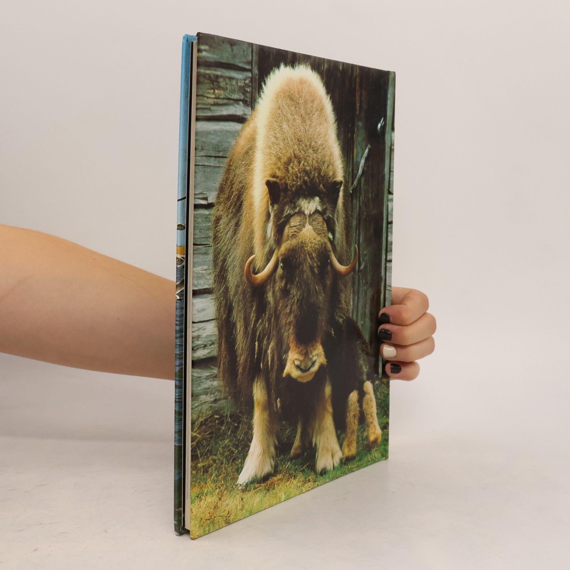 Collectif d'auteurs Vita degli animali 11