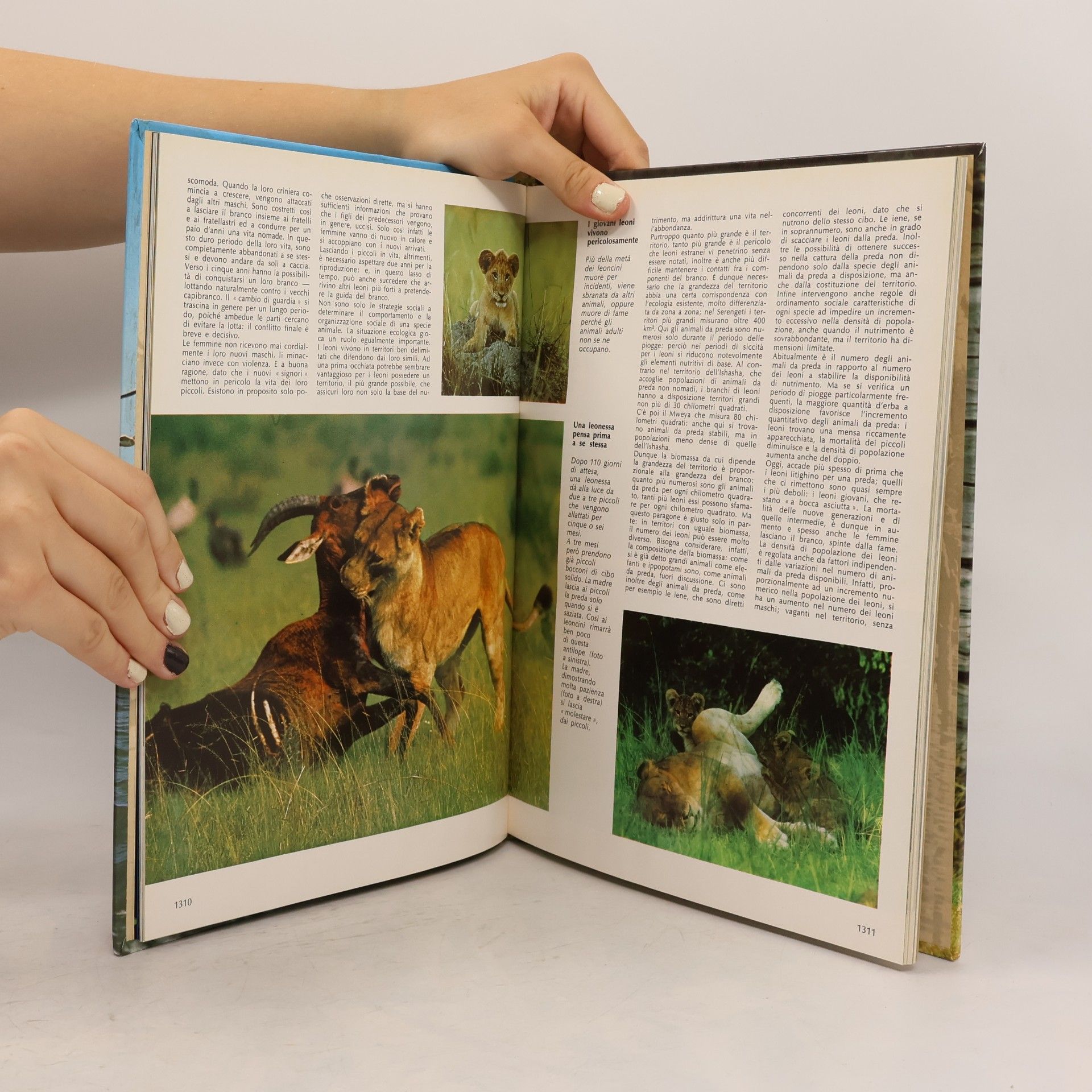 Collectif d'auteurs Vita degli animali 11
