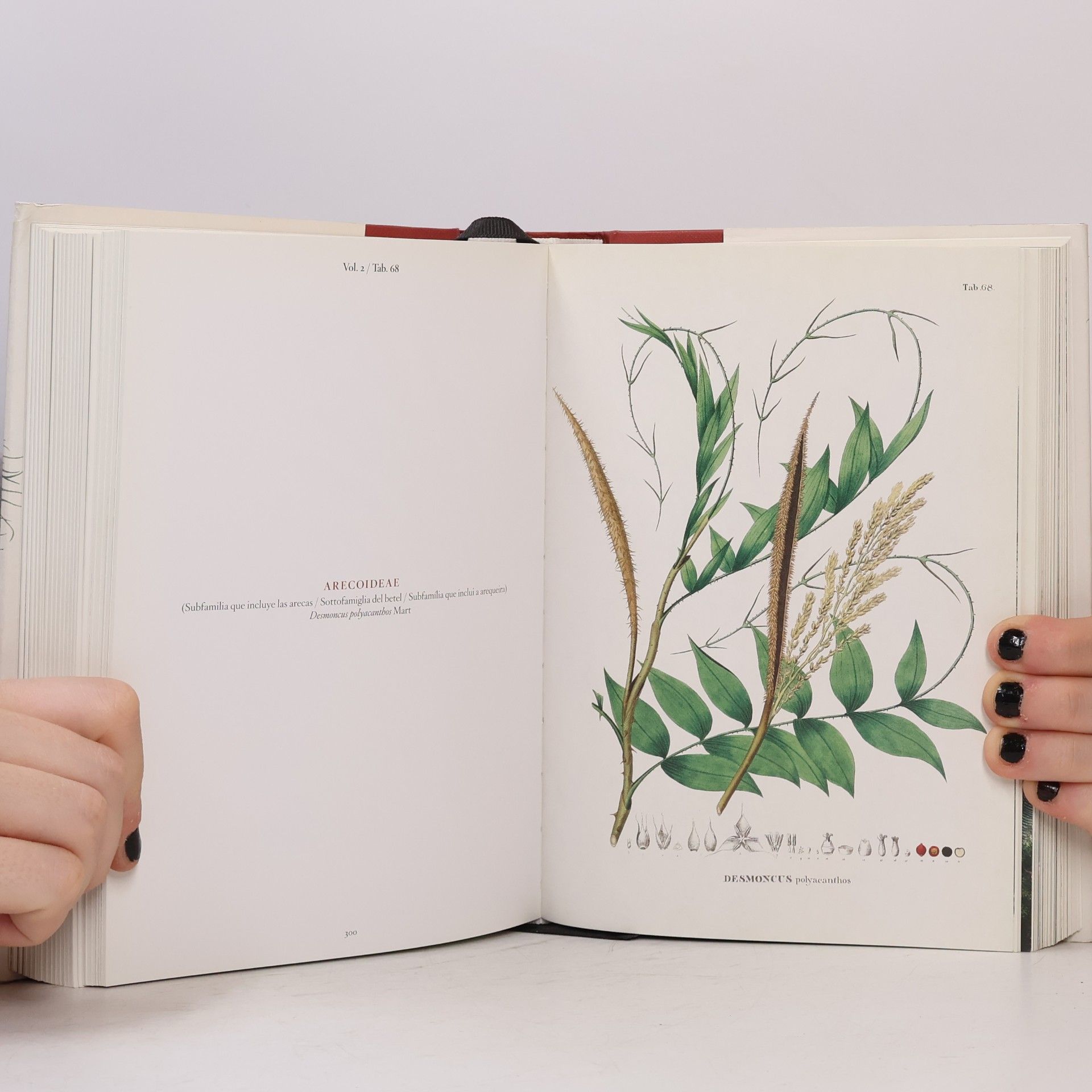 Carl Friedrich Philipp von Martius Bibliotheca Universalis: Martius. El libro de las palmeras