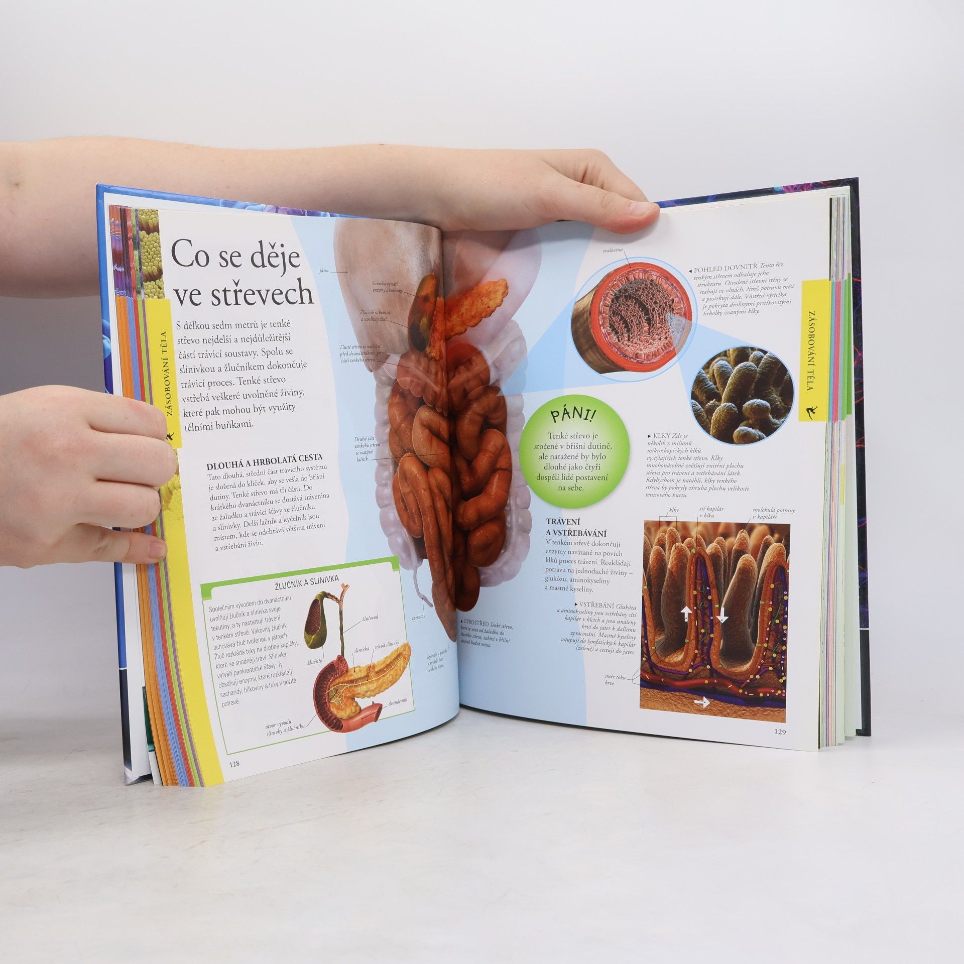 Autorenkollektiv Lidské tělo. Dětská obrazová encyklopedie