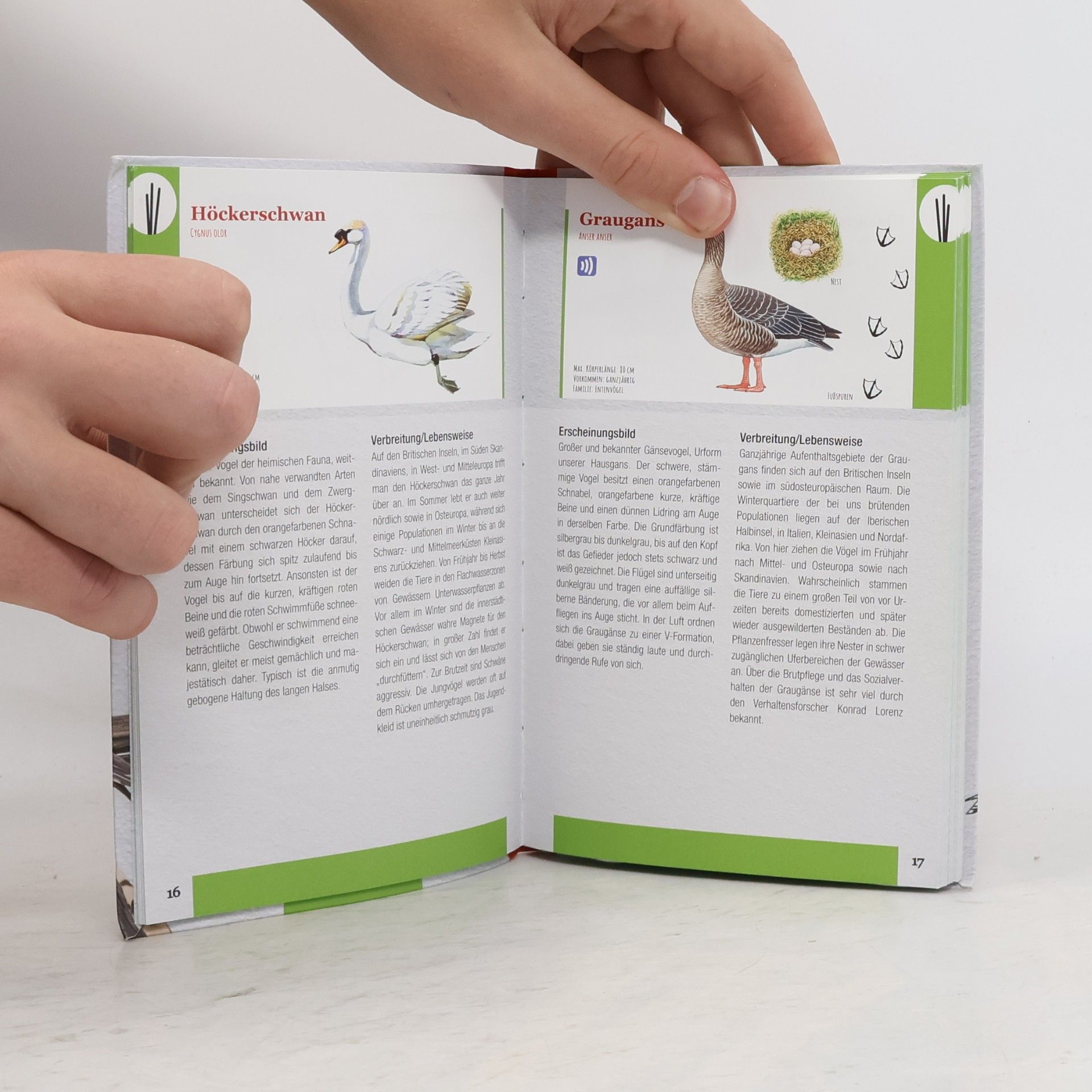 Autores varios Heimische Vögel entdecken und bestimmen