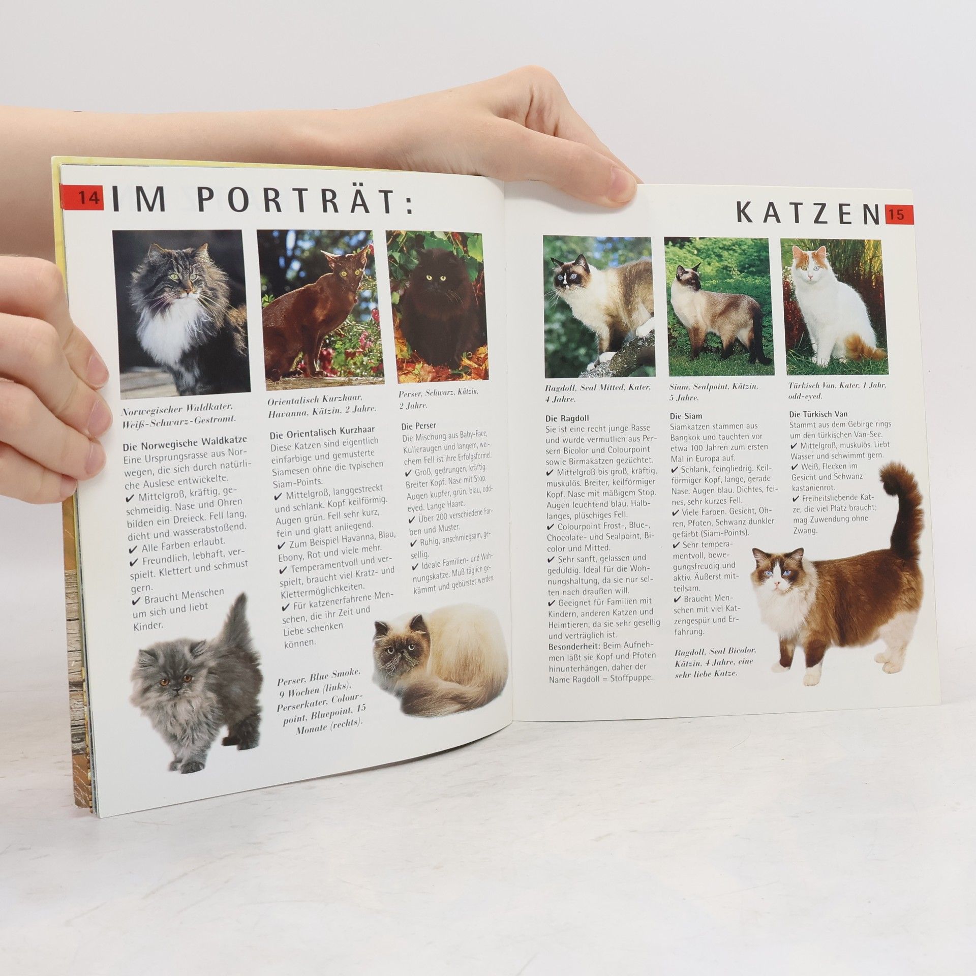 Katrin Behrend Katzen
