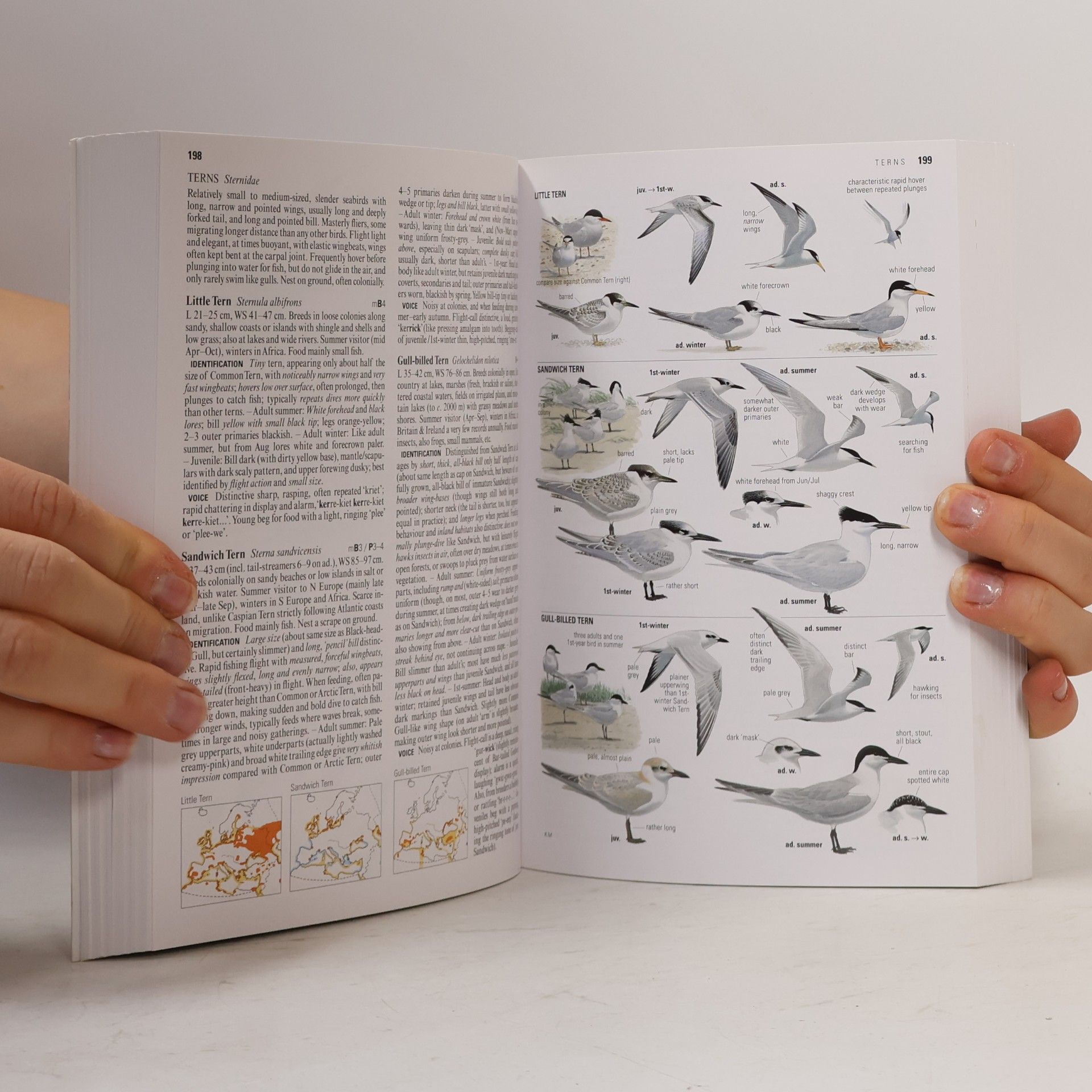 Lars Svensson Collins Bird Guide