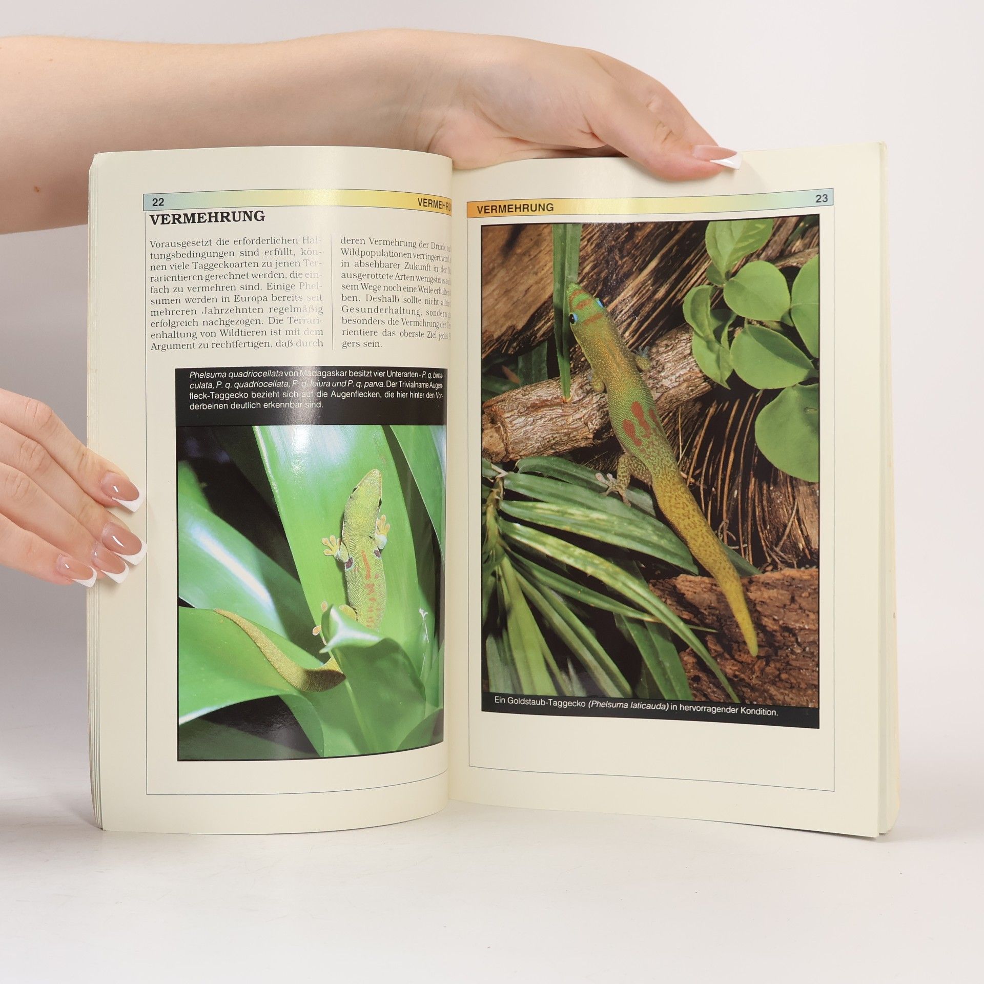 Eric M. Rundquist Taggeckos im Terrarium