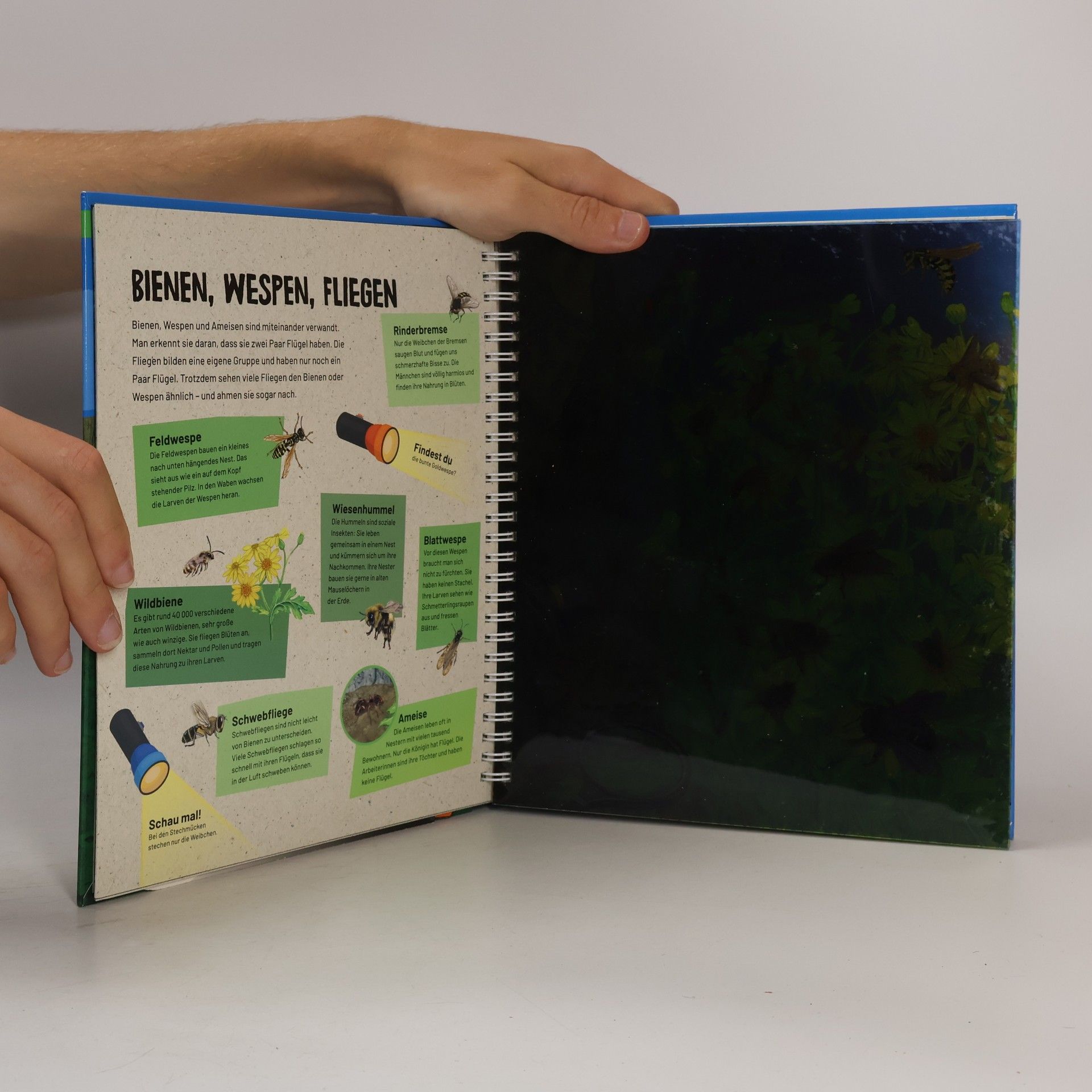 Autorenkollektiv Insekten und Spinnen