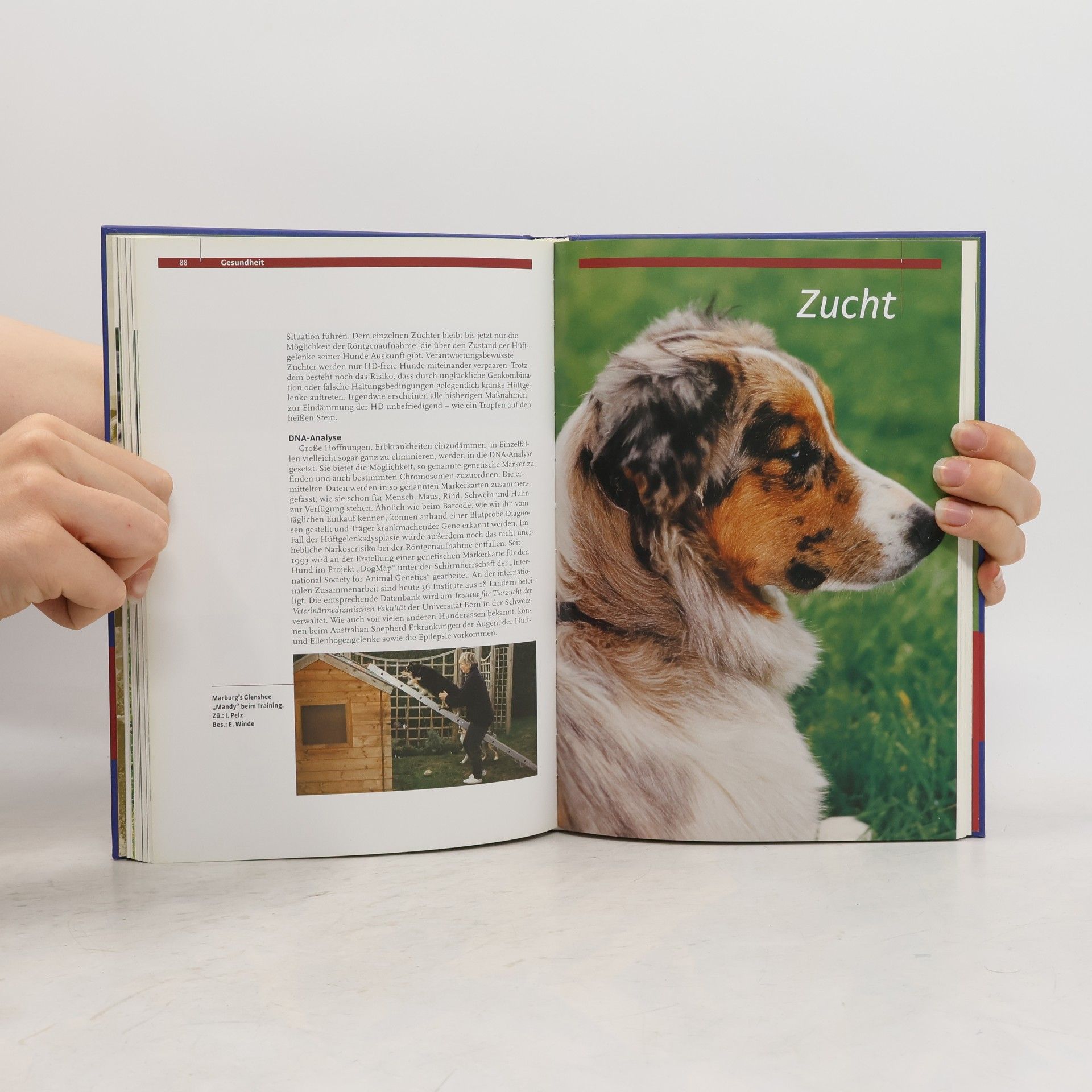 Ilse Pelz Australian Shepherd