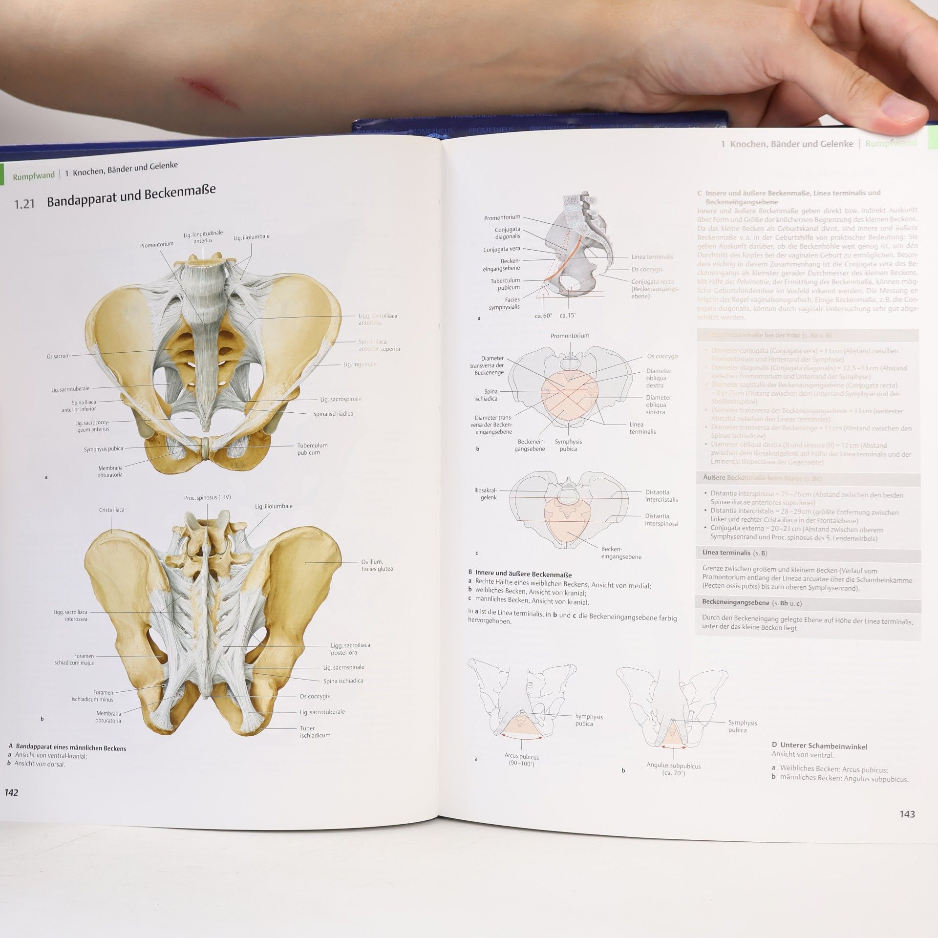 Michael Schünke Allgemeine Anatomie und Bewegungssystem