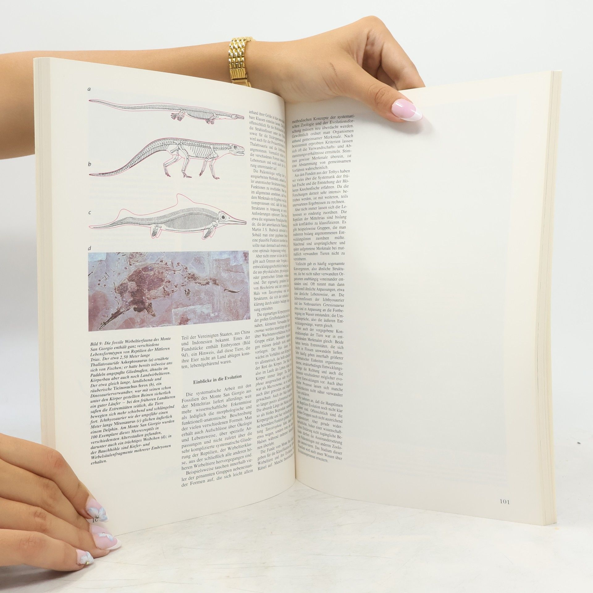 Hans D. Pflug Spektrum der Wissenschaft: Fossilien