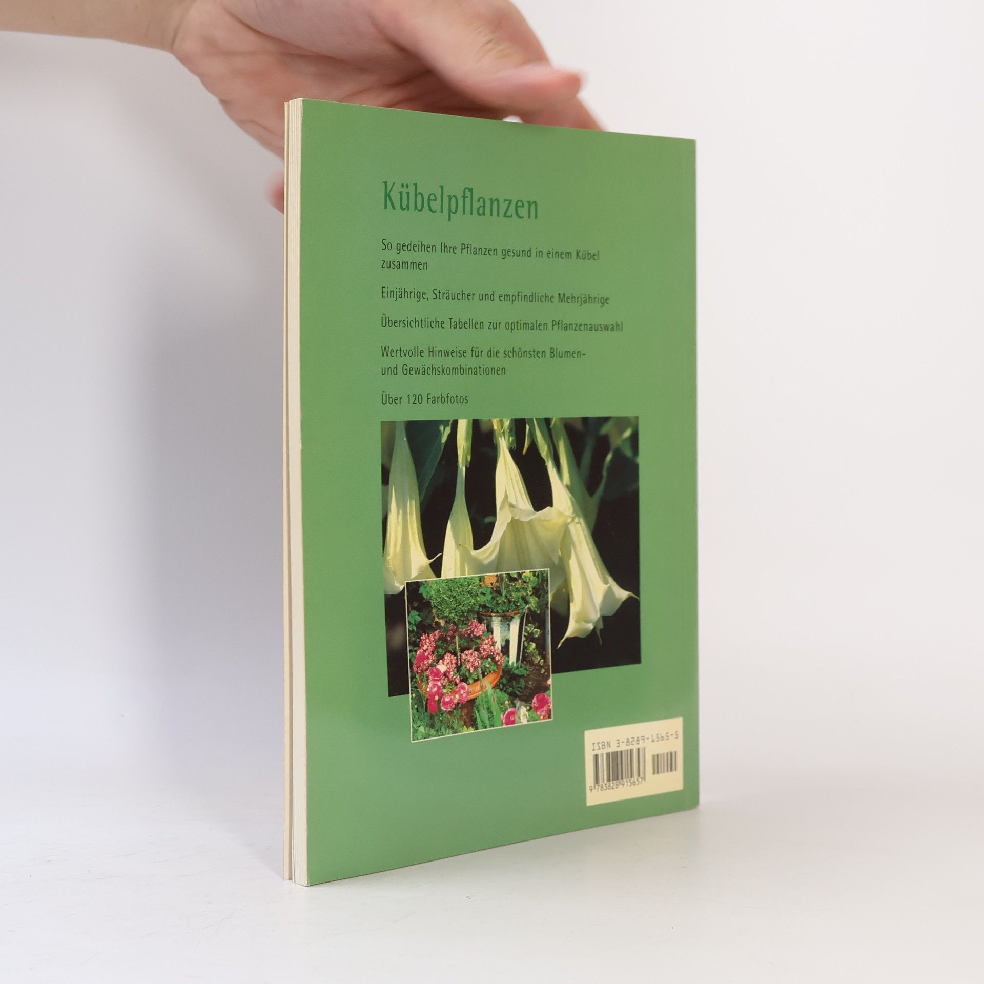 Autorenkollektiv Kübelpflanzen