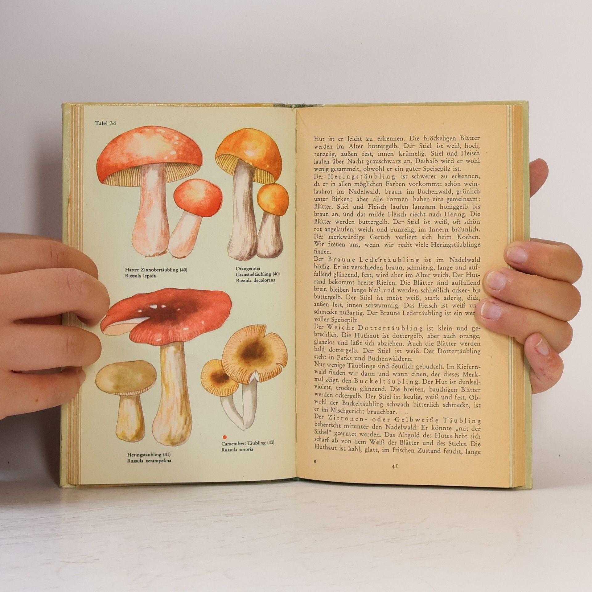 Franz Engel Pilzwanderungen