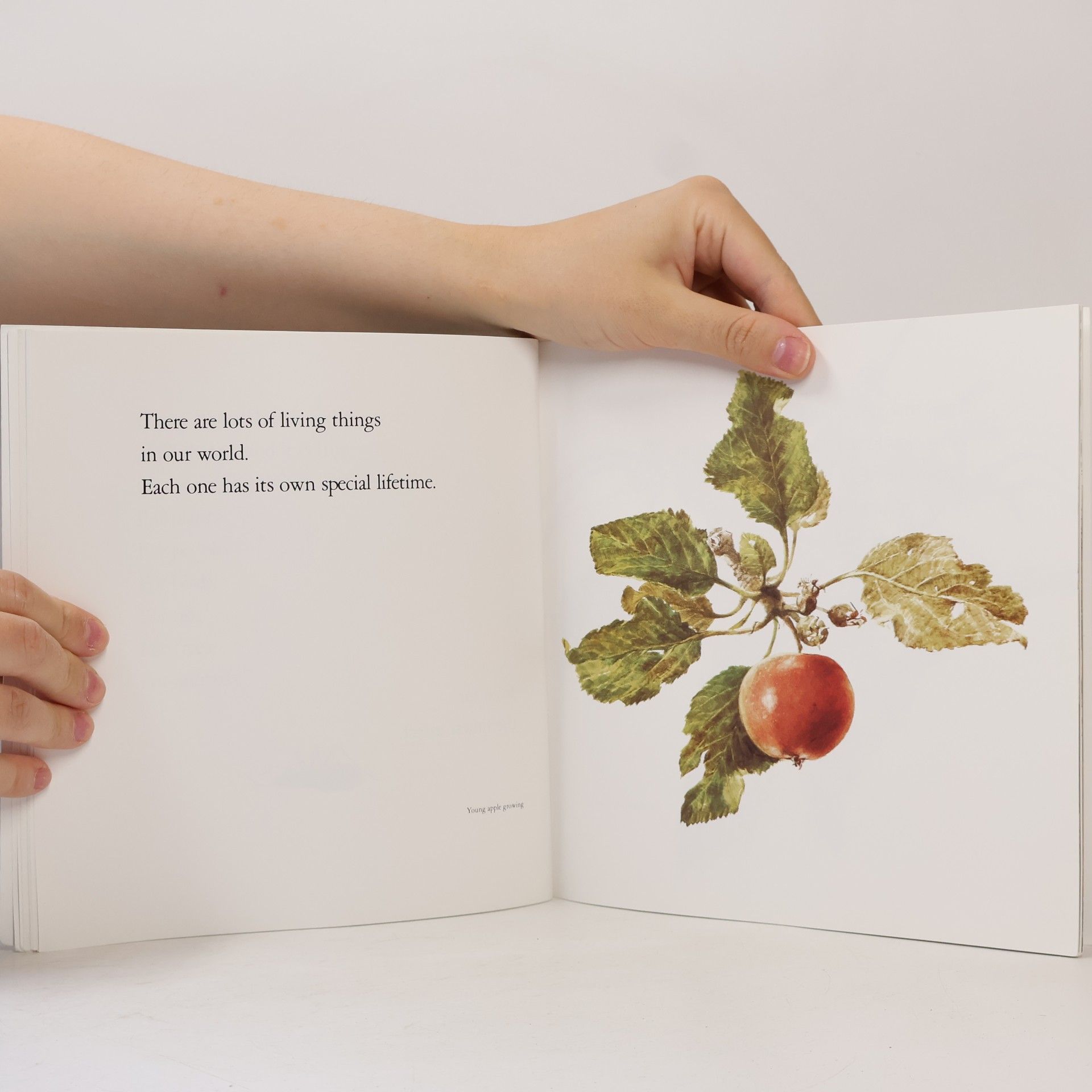 Bryan Mellonie Lifetimes: The Beautiful Way to Explain Death to Children