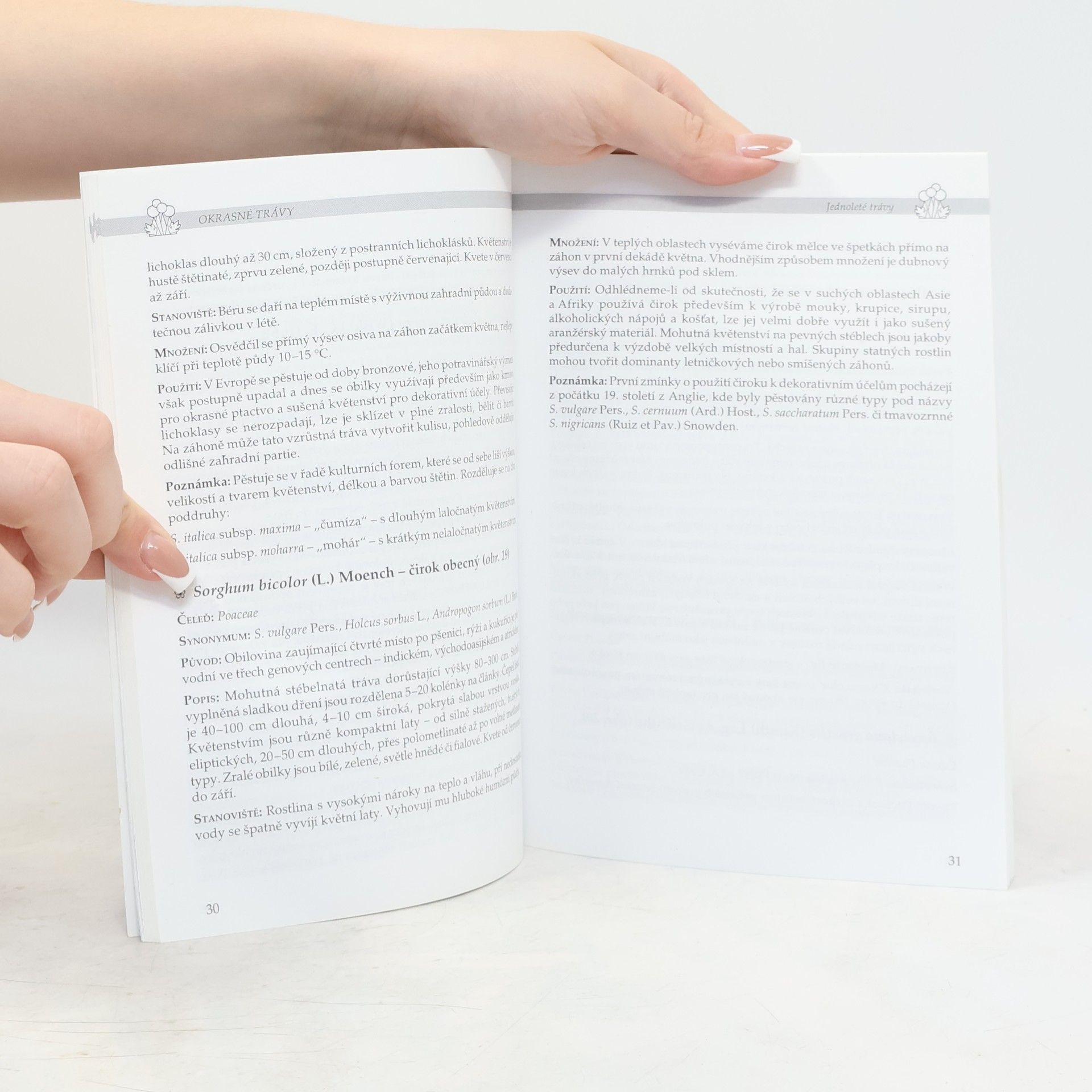 Alena Nováková Okrasné trávy