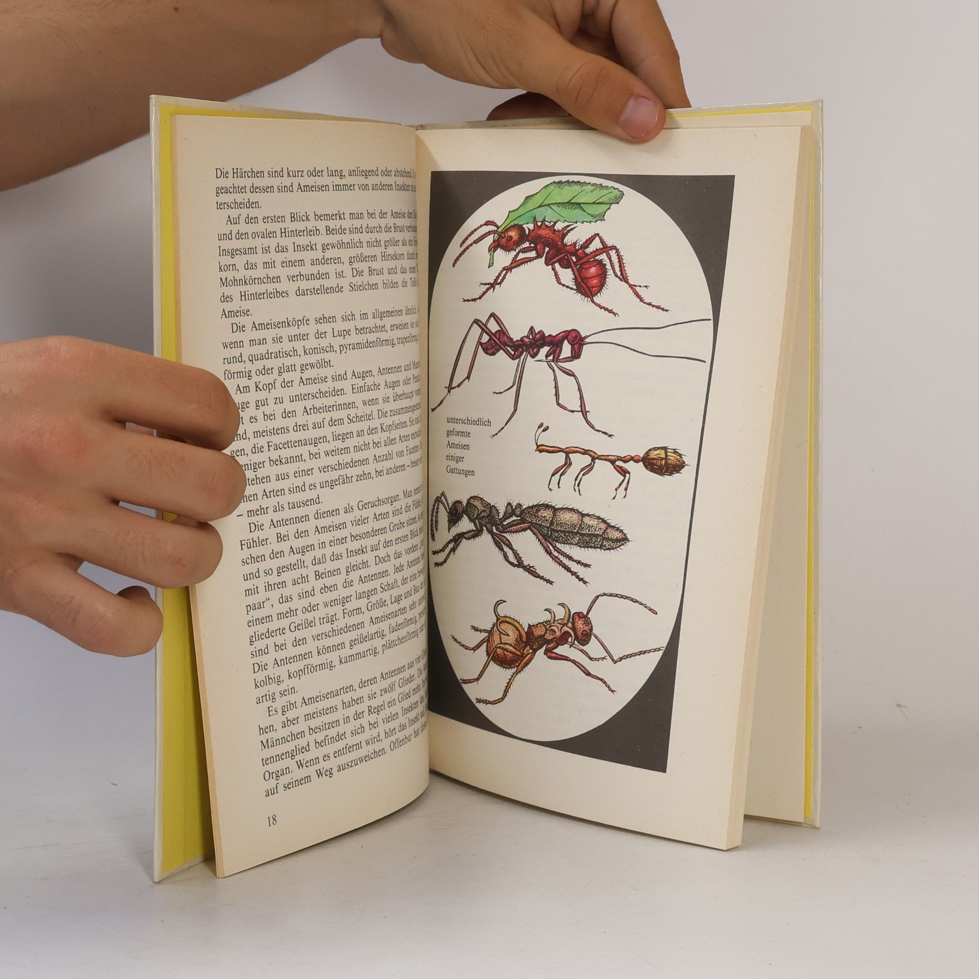 Jossif Chalifman Kleines Ameisenbuch
