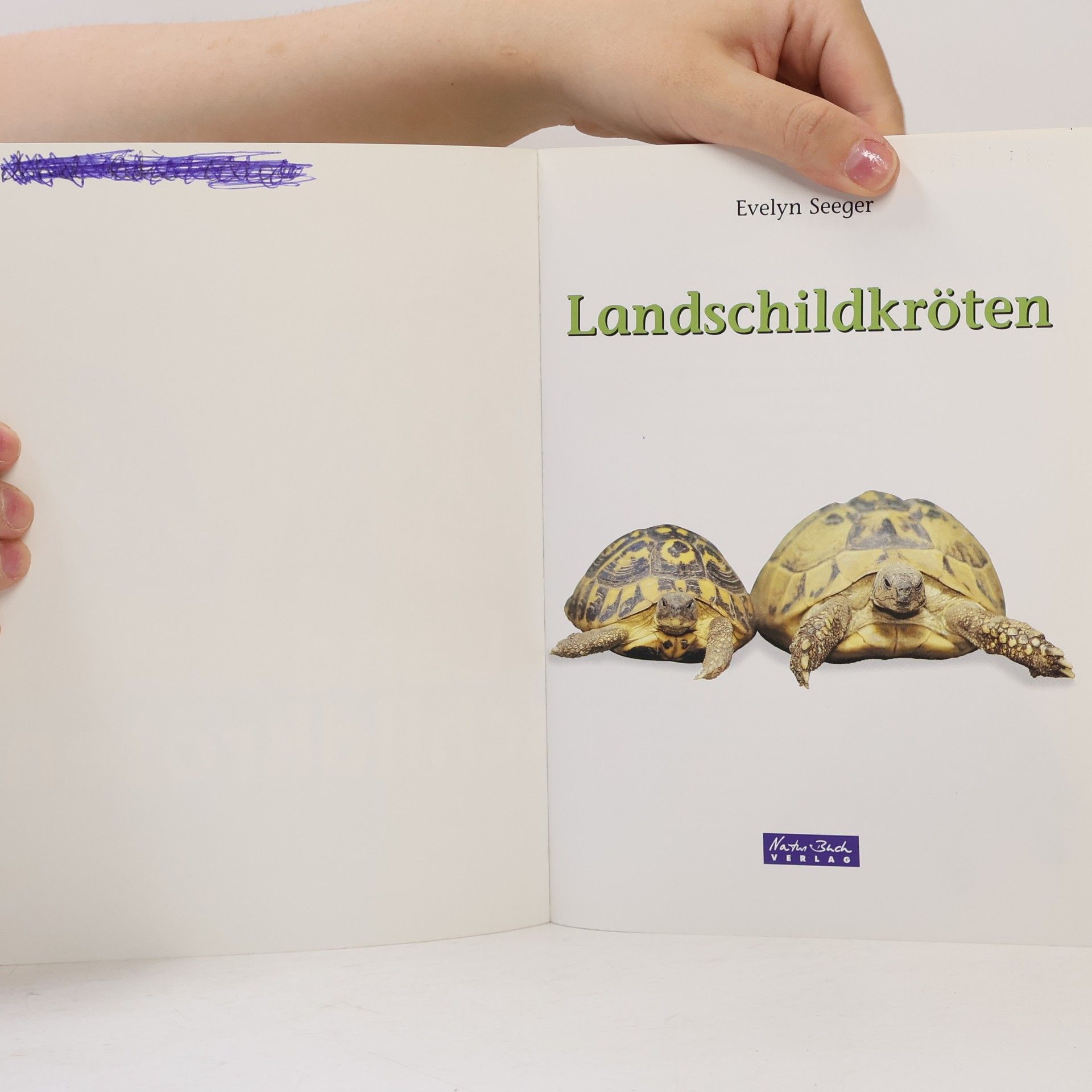 Evelyn Seeger Landschildkröten