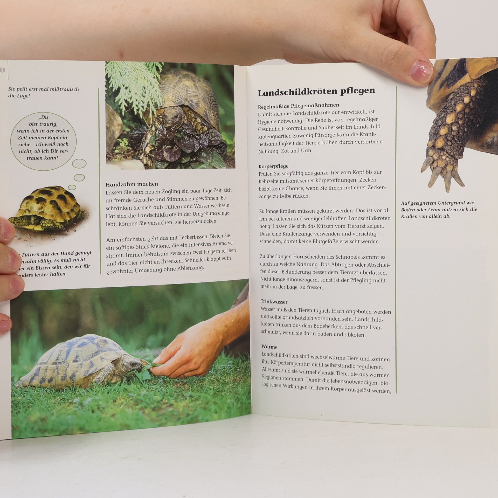 Evelyn Seeger Landschildkröten
