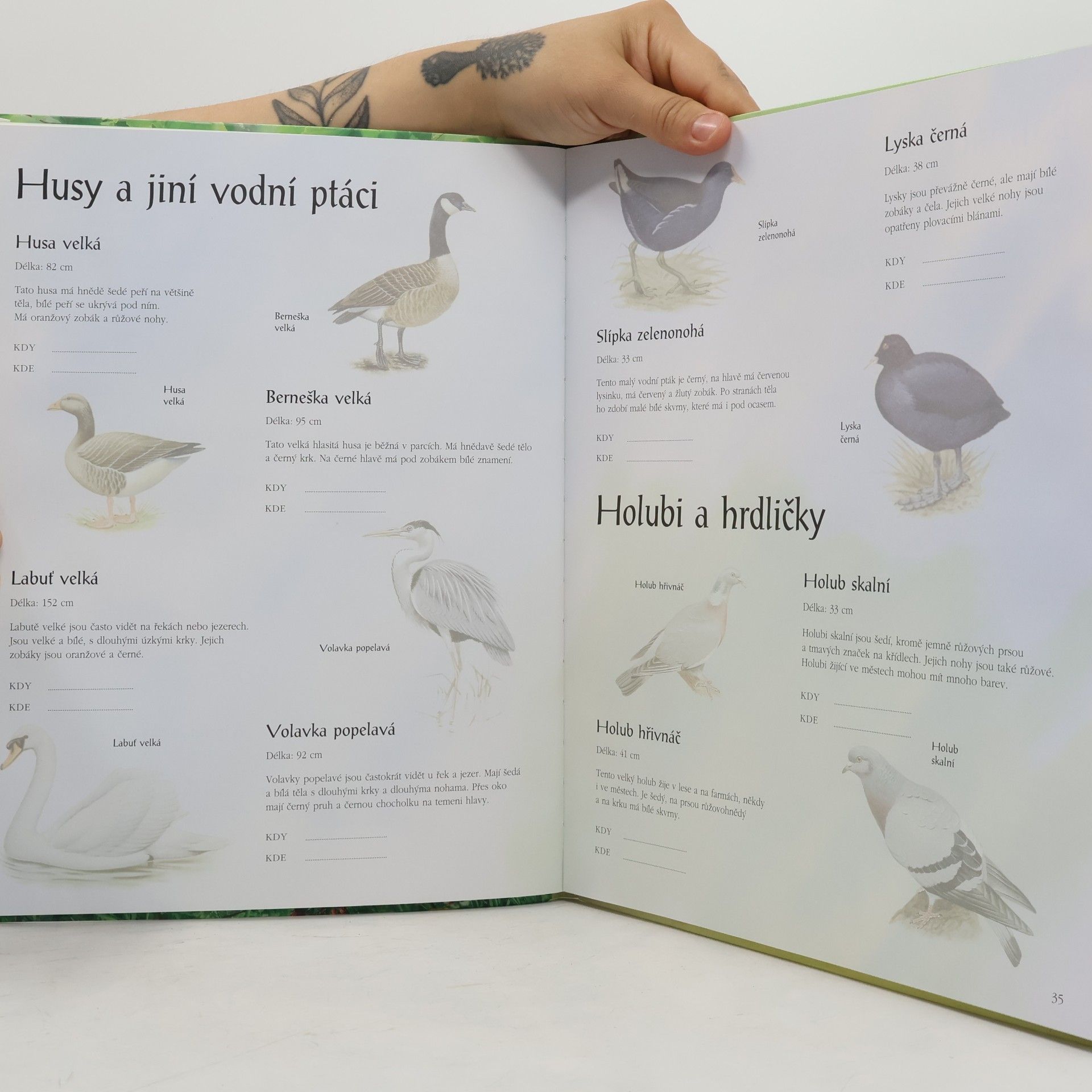 Jane Chisholm Kniha o přírodě s nálepkami : stromy, ptáci a květiny