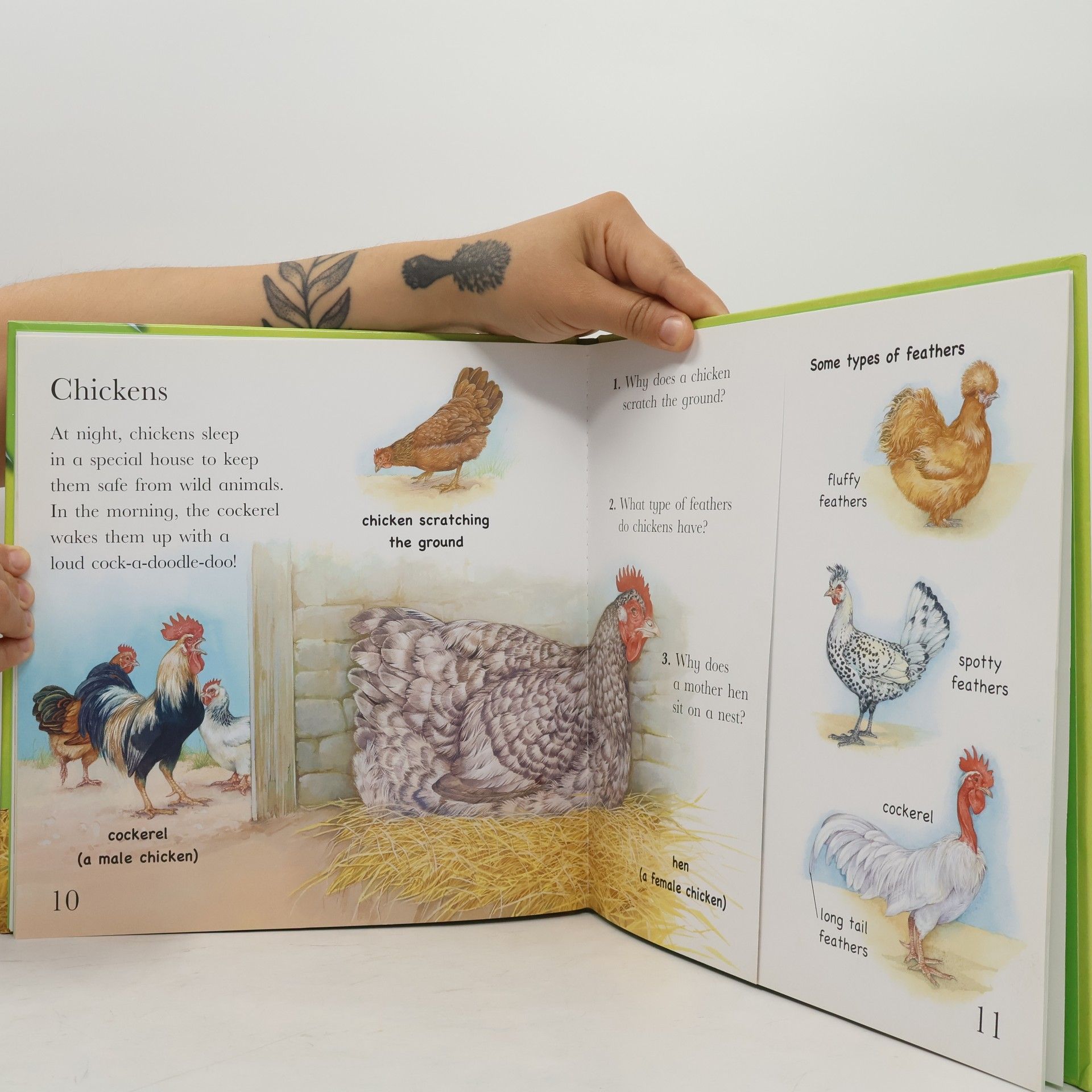 Karen Wallace I Wonder Why: Farm Animals