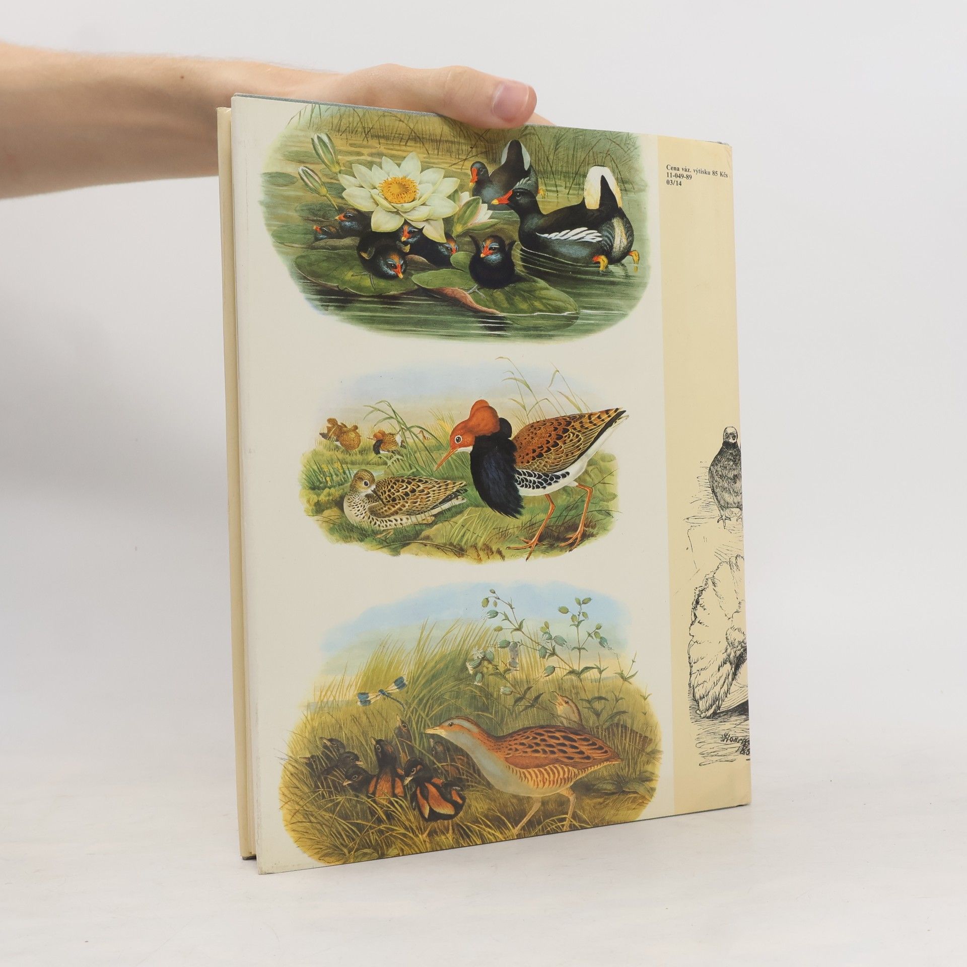Charles Darwin Darwinův původ druhů v ilustracích