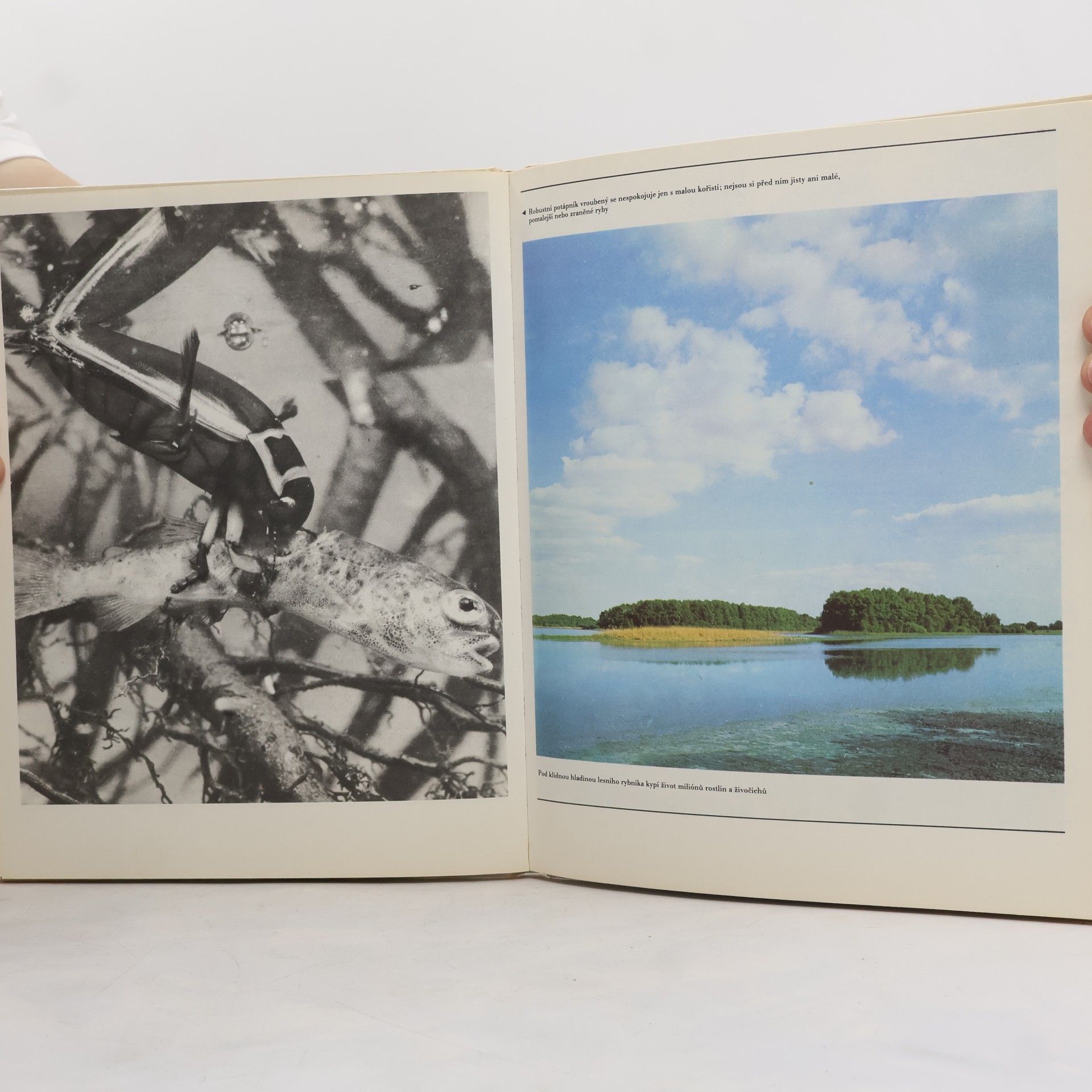 Jan Jeník Život rybníků a jezer