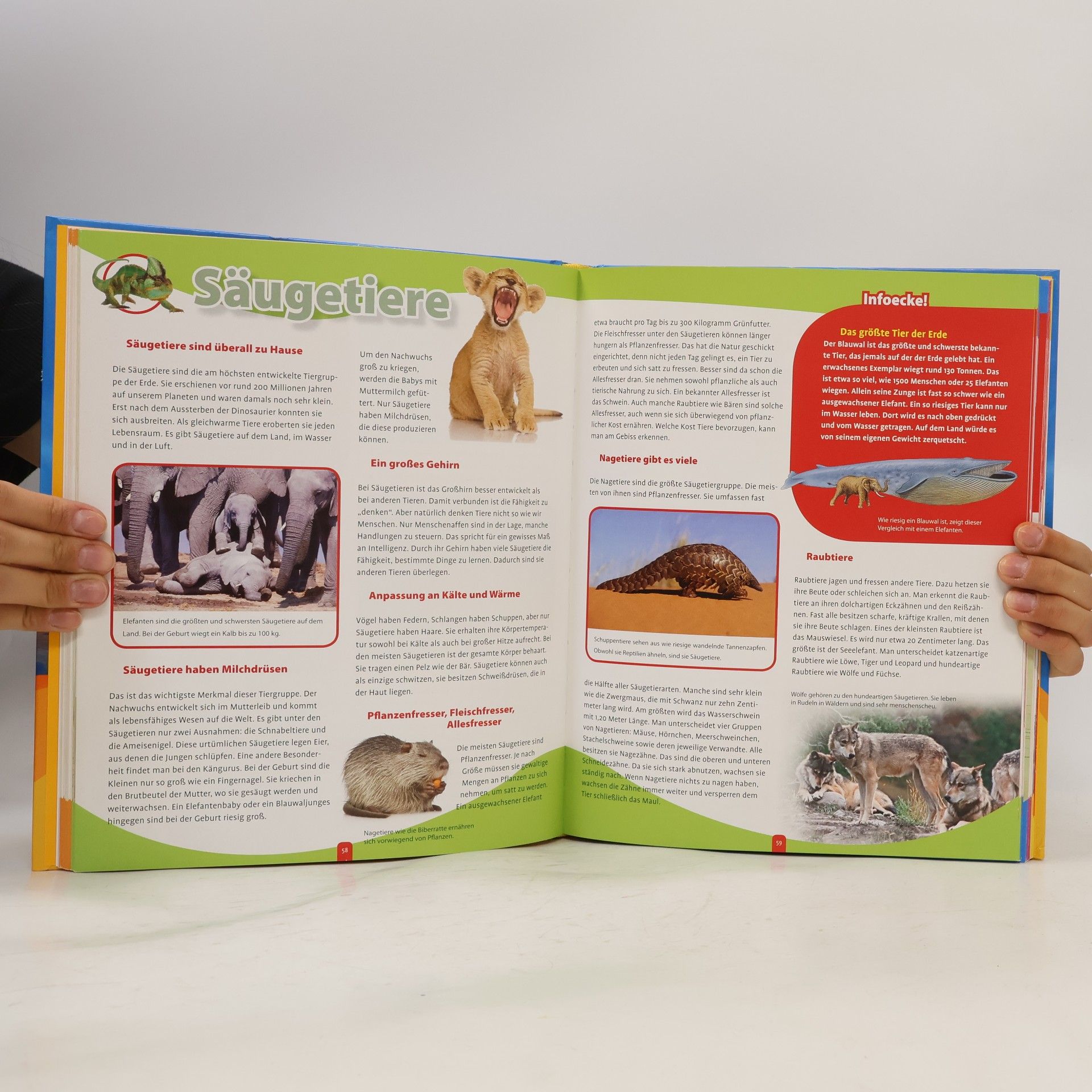 Katja Baier Mein grosses Wissensbuch für die Grundschule
