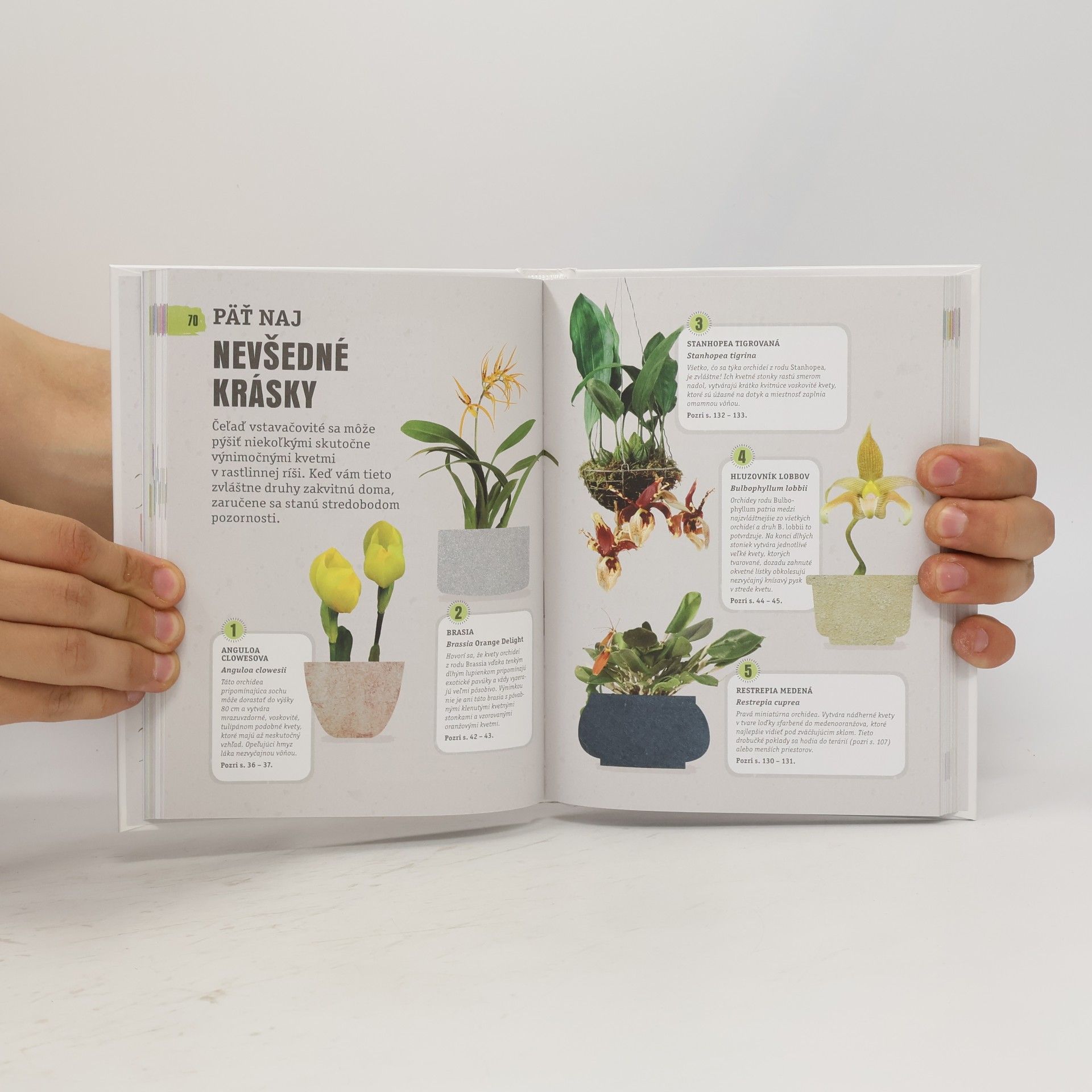 Sara Rittershausen Spokojná orchidea