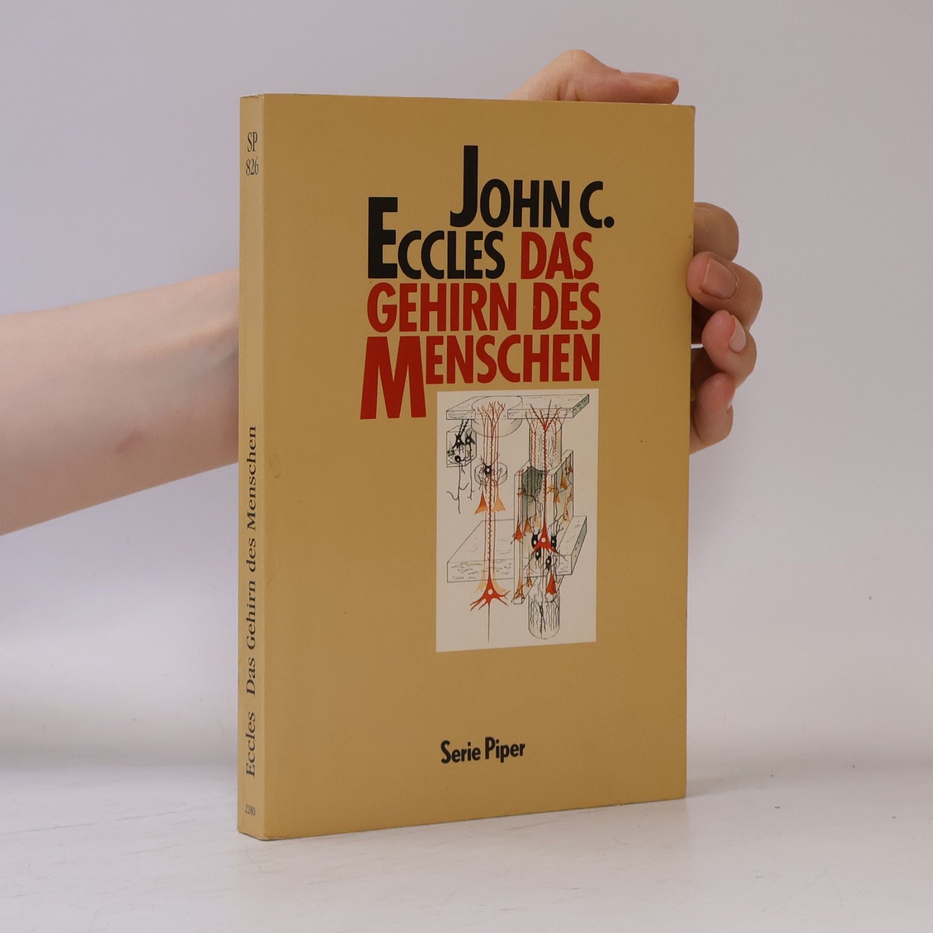 John Eccles Das Gehirn des Menschen