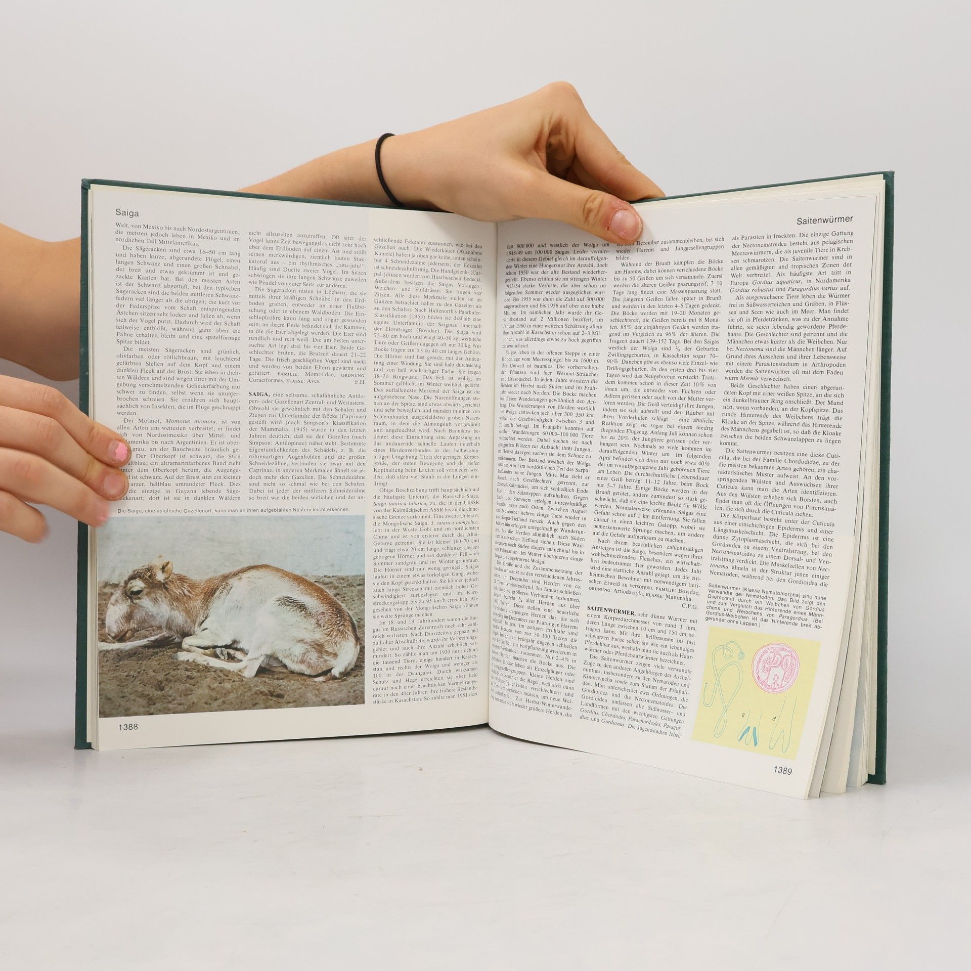 Autorenkollektiv Das grosses Lexikon der Tierwelt 9