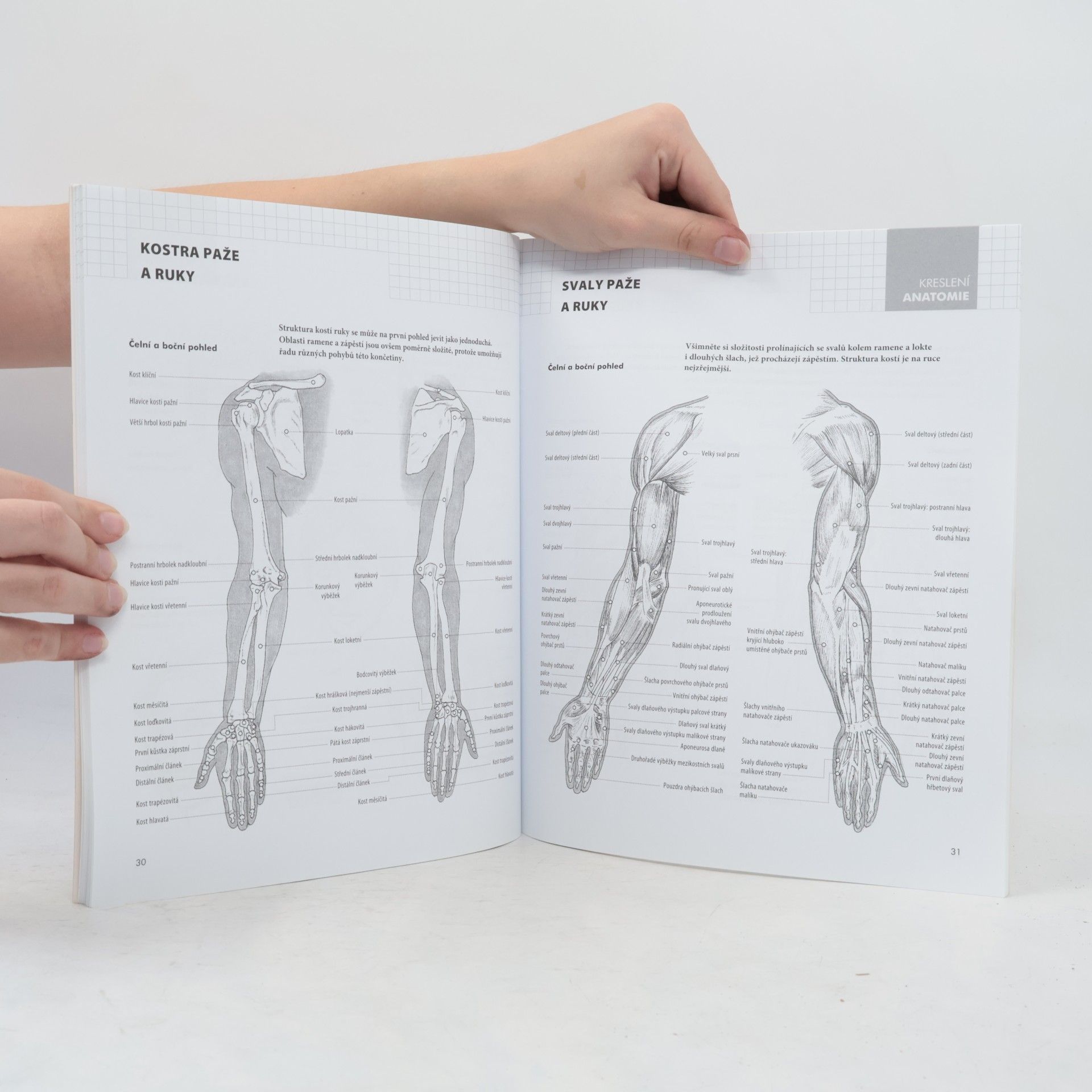 Barrington Barber Anatomie: kreslení
