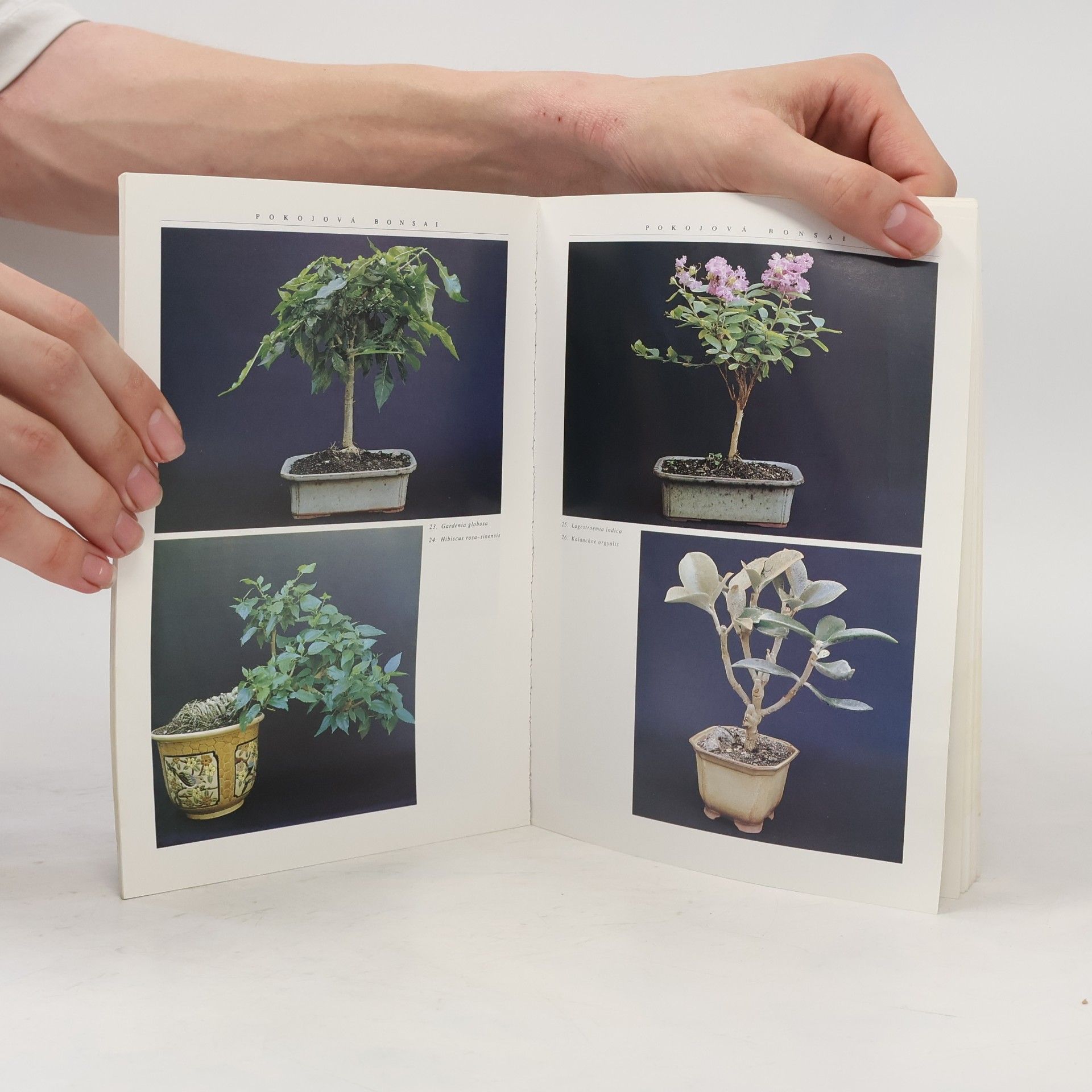 Jindřich Votýpka Pokojová bonsai