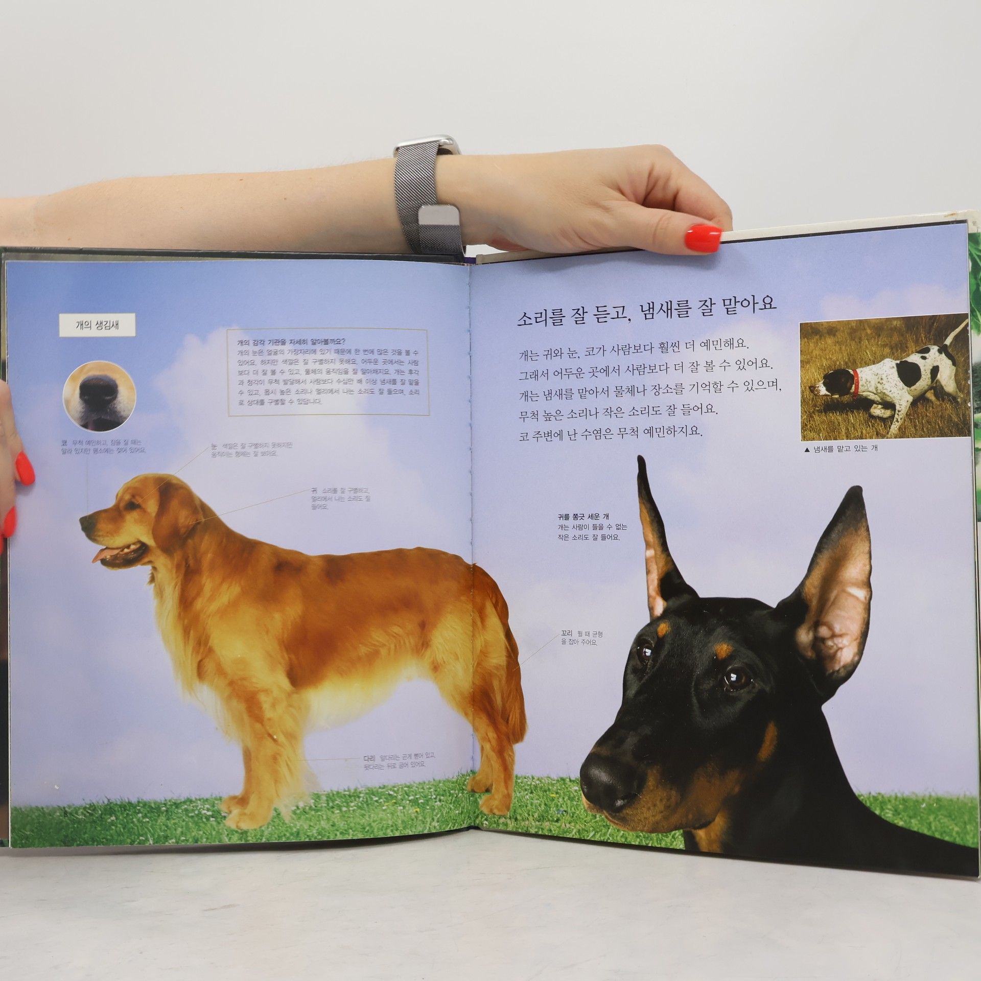 유영진 사람과 친한 개와 고양이 11