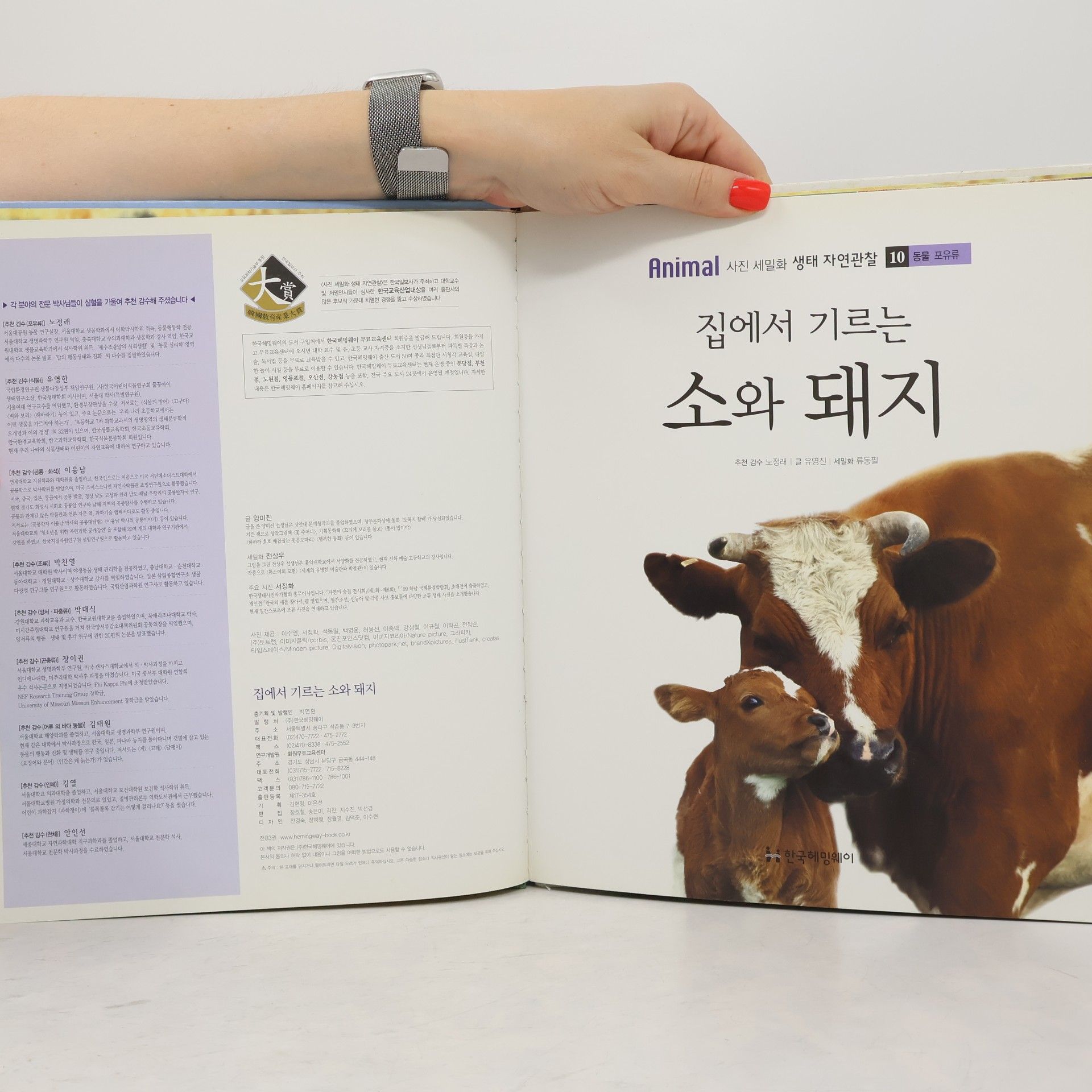 노정래 집에서 기르는 소와 돼지 10