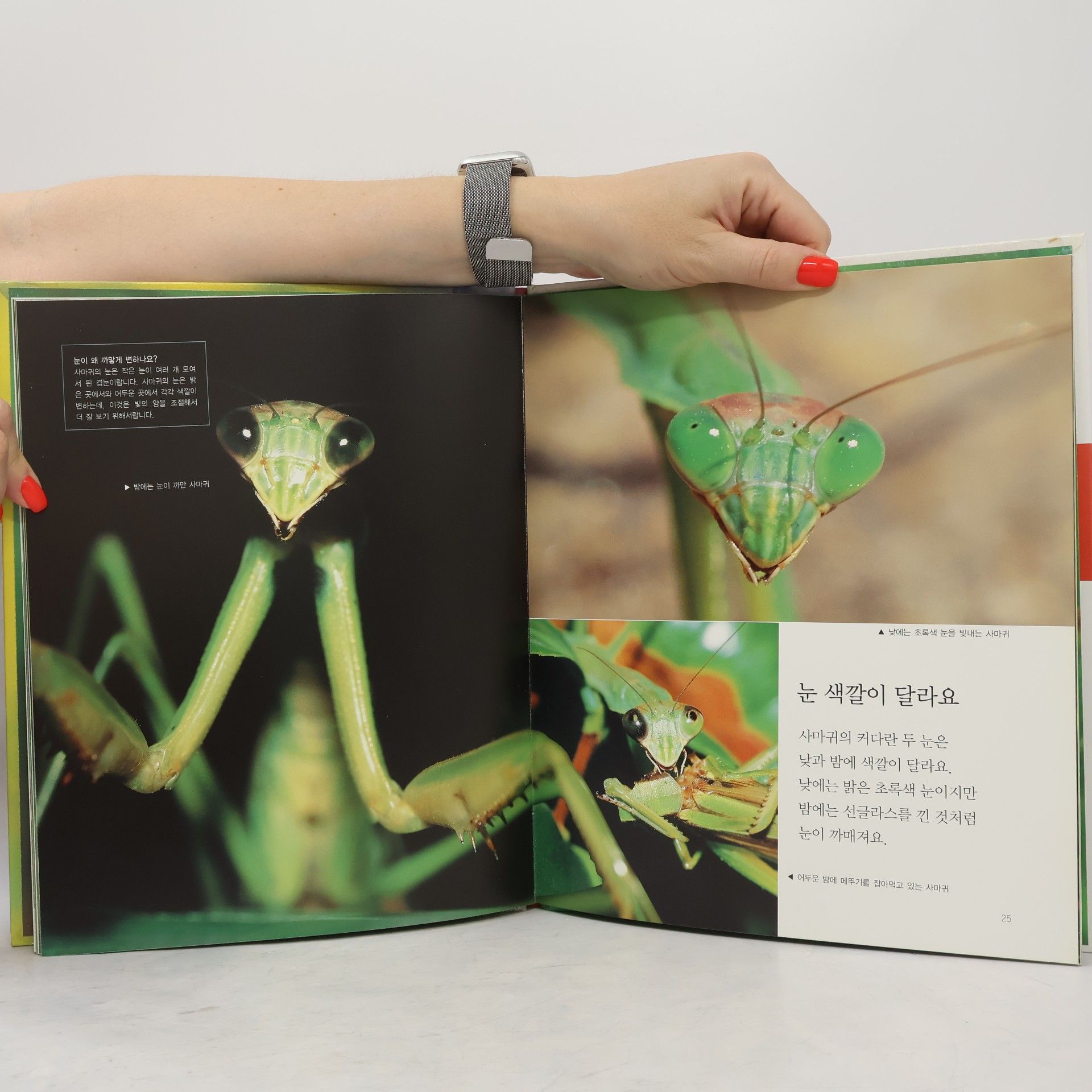 박양희 겁주기 대장 사마귀 38