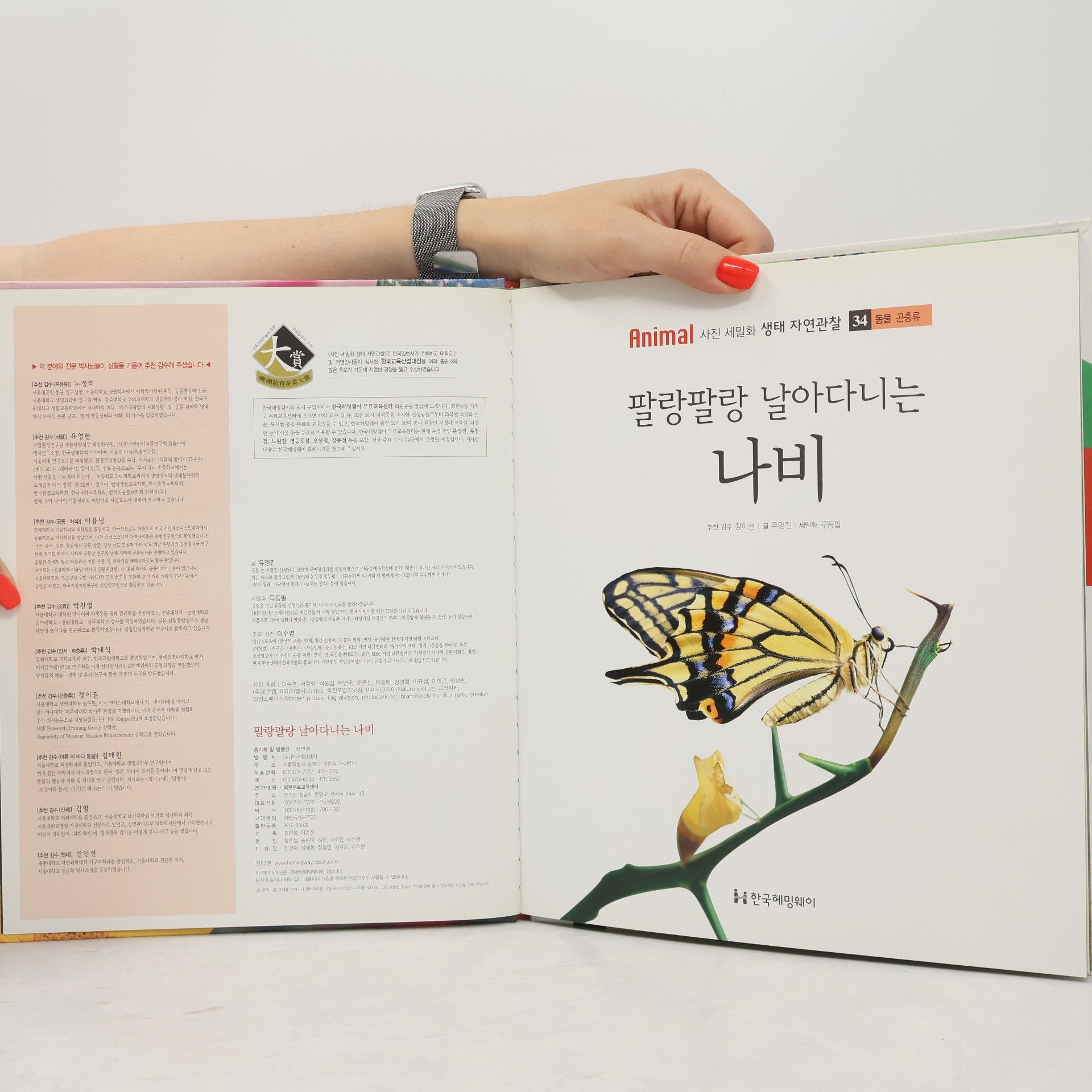 유영진 팔랑팔랑 날아다니는 나비 34