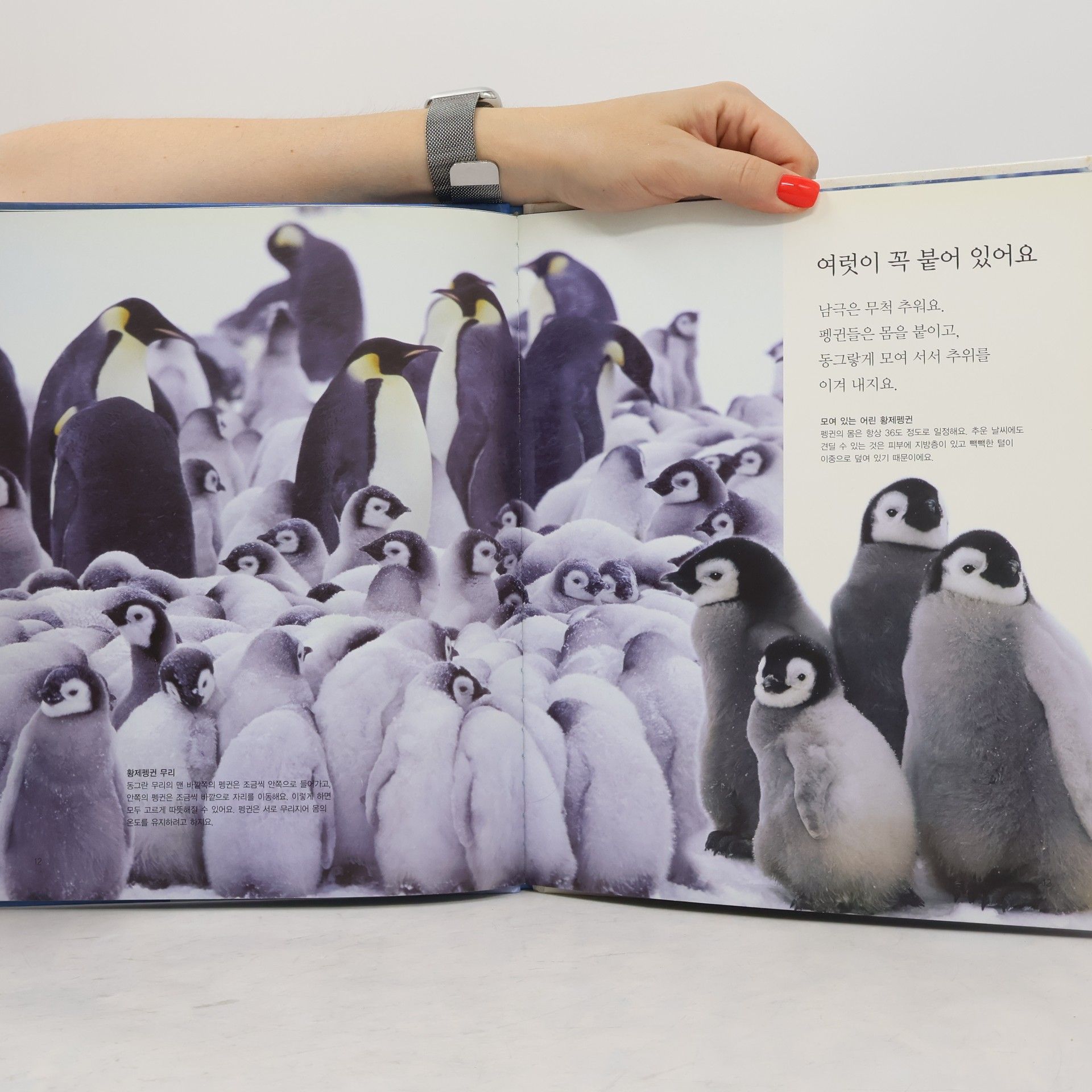 고수산나 뒤뚱뒤뚱 걷는 펭귄 15
