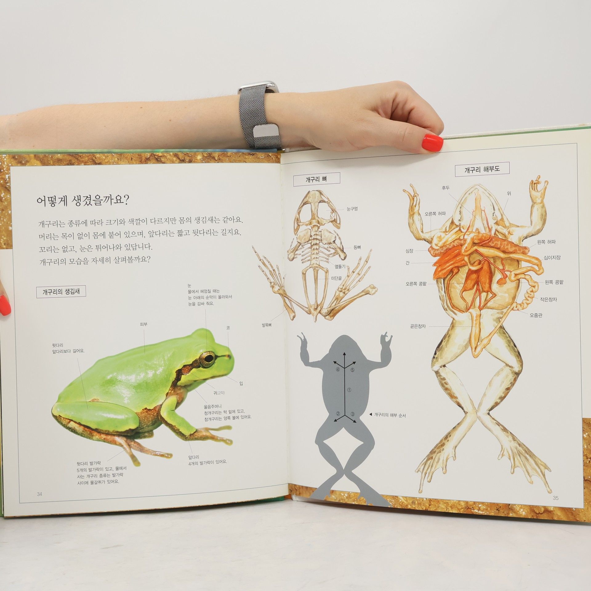Yang Mijin 팔딱팔딱 뛰는 개구리 32
