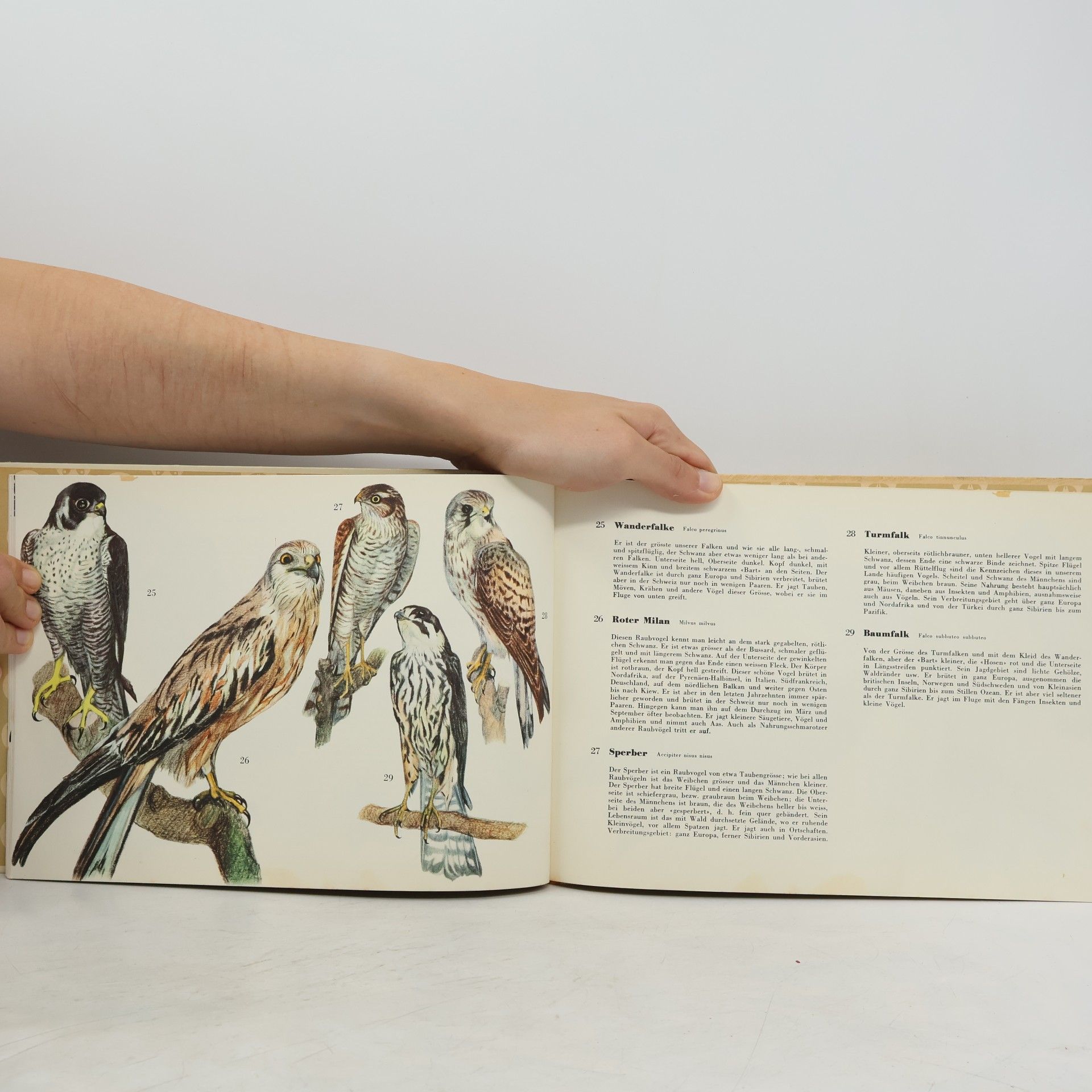 Ruth Hagner Einheimische Vögel 2