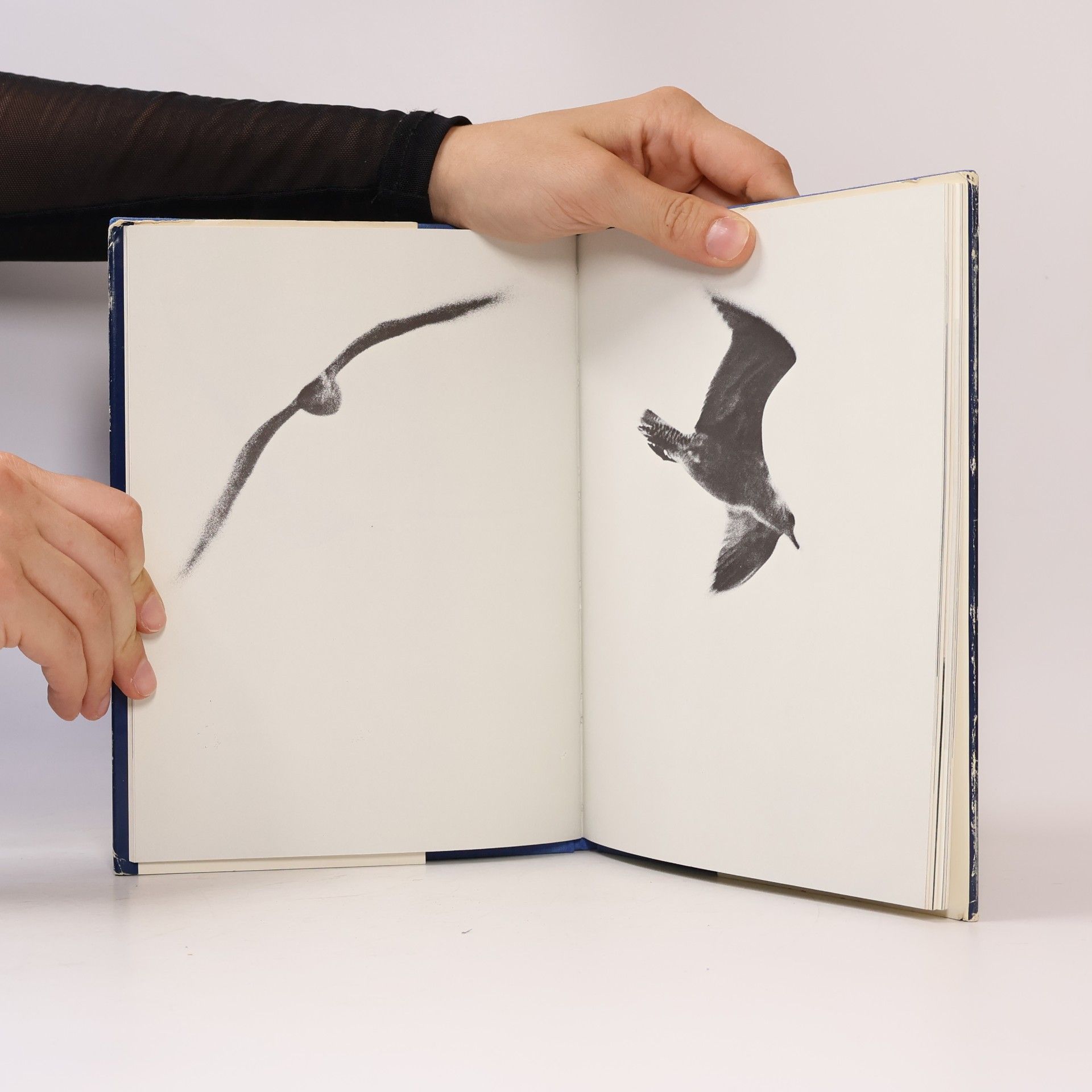 Richard David Bach Jonathan Livingston Seagull