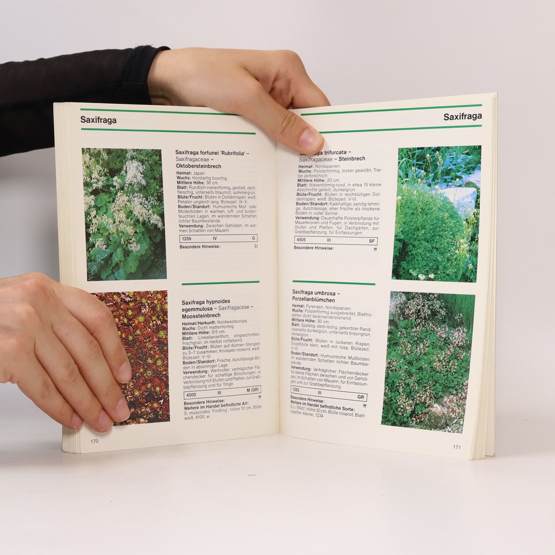 Gisela Zinkernagel BdB-Handbuch III. Stauden