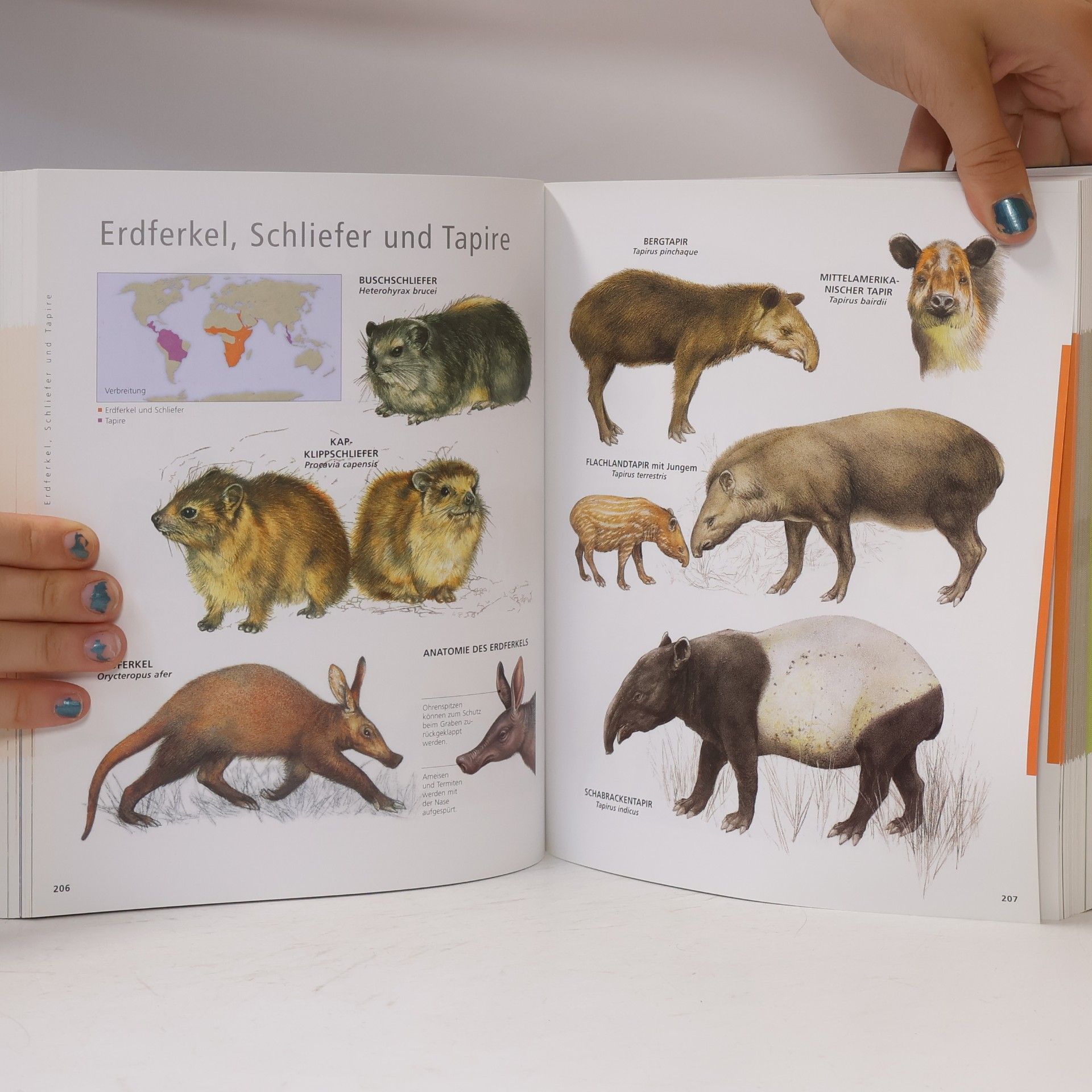 Autorenkollektiv Mein Bildlexikon Tiere