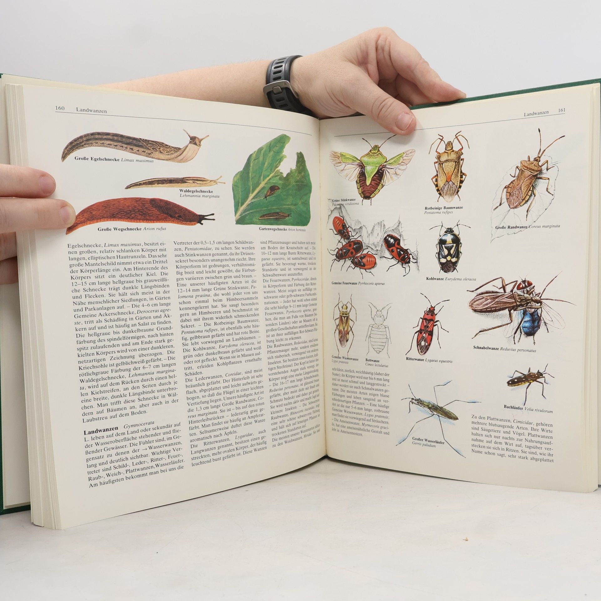 AA.VV. Der große Natur und Landschaftsführer