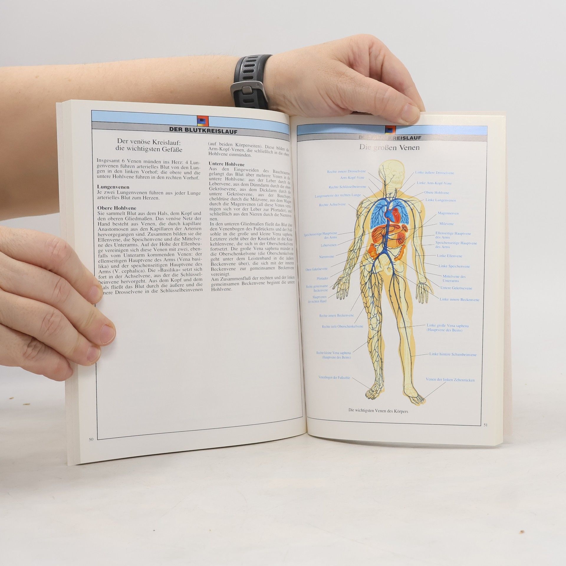 Autorenkollektiv Anatomie des menschen