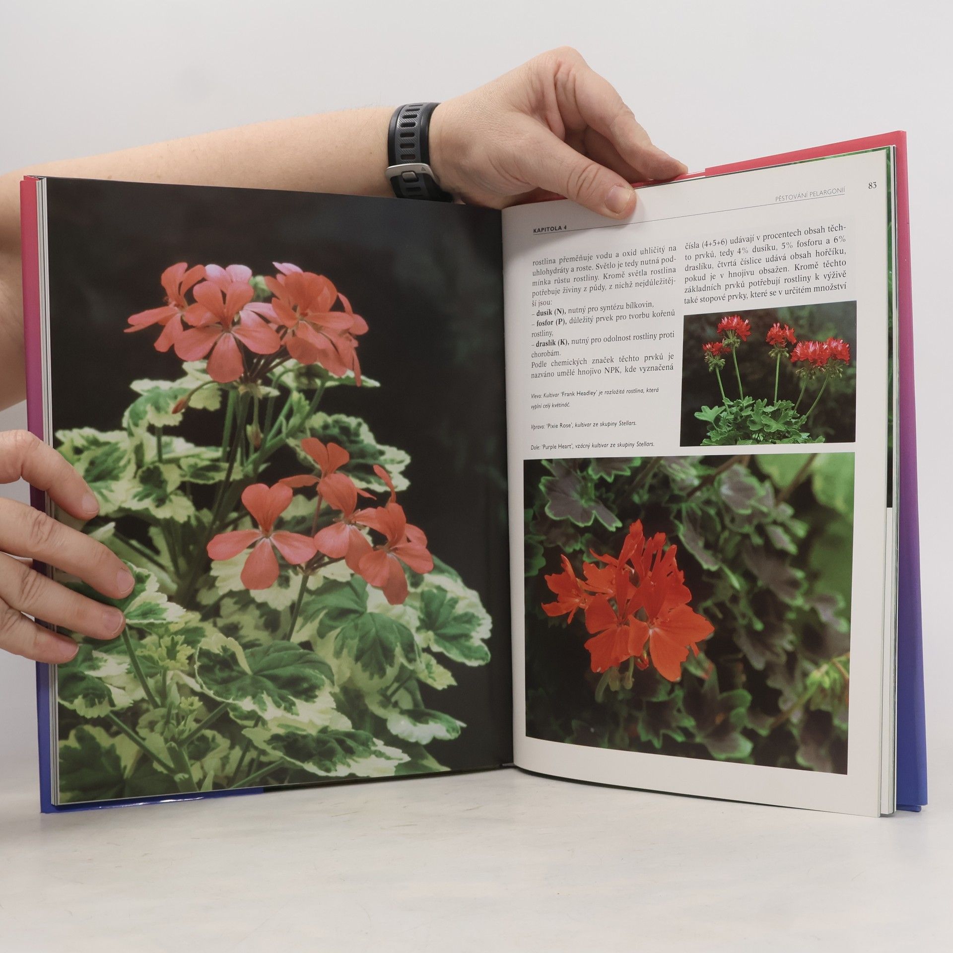 Mia Esser Pelargonie