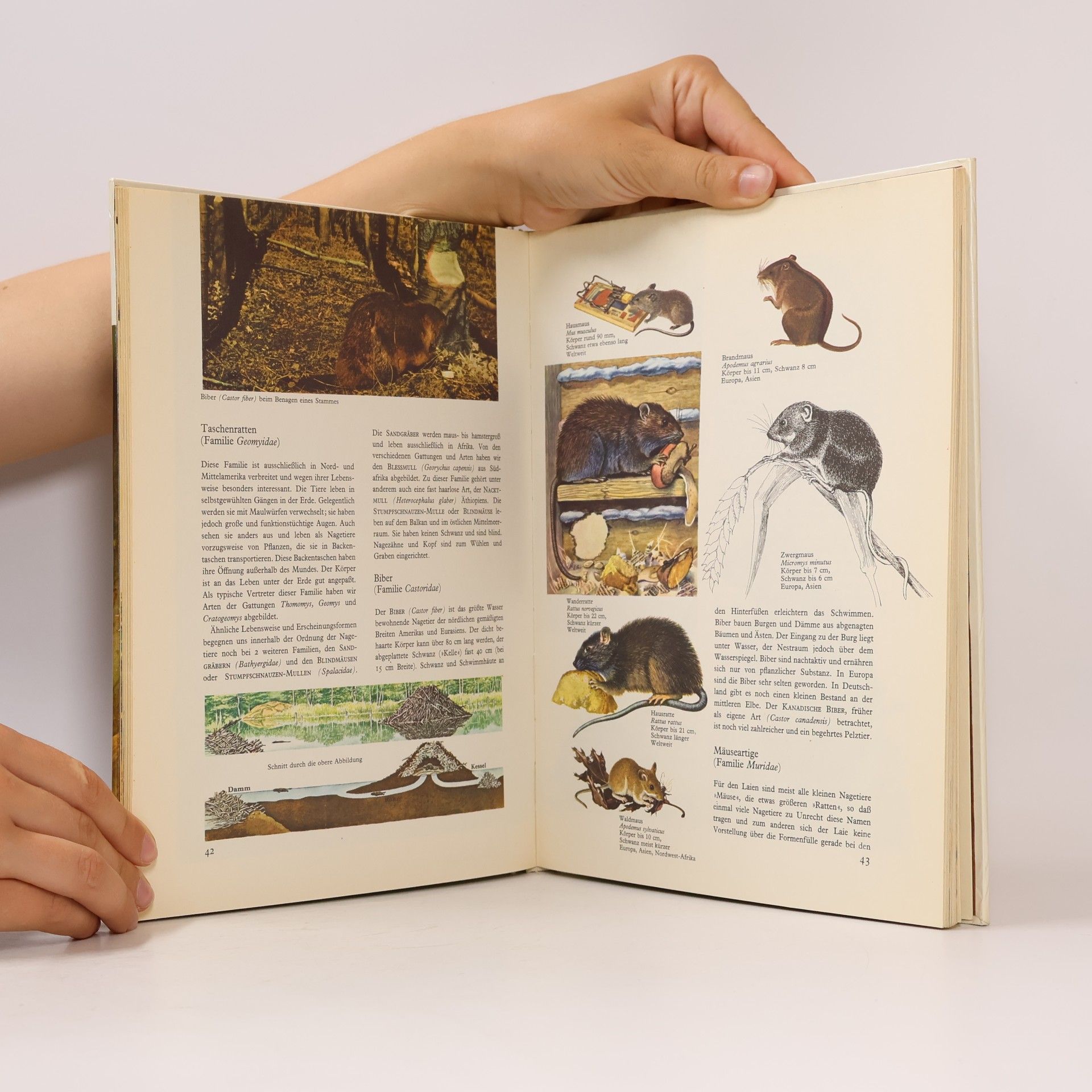 Autores varios Säugetiere