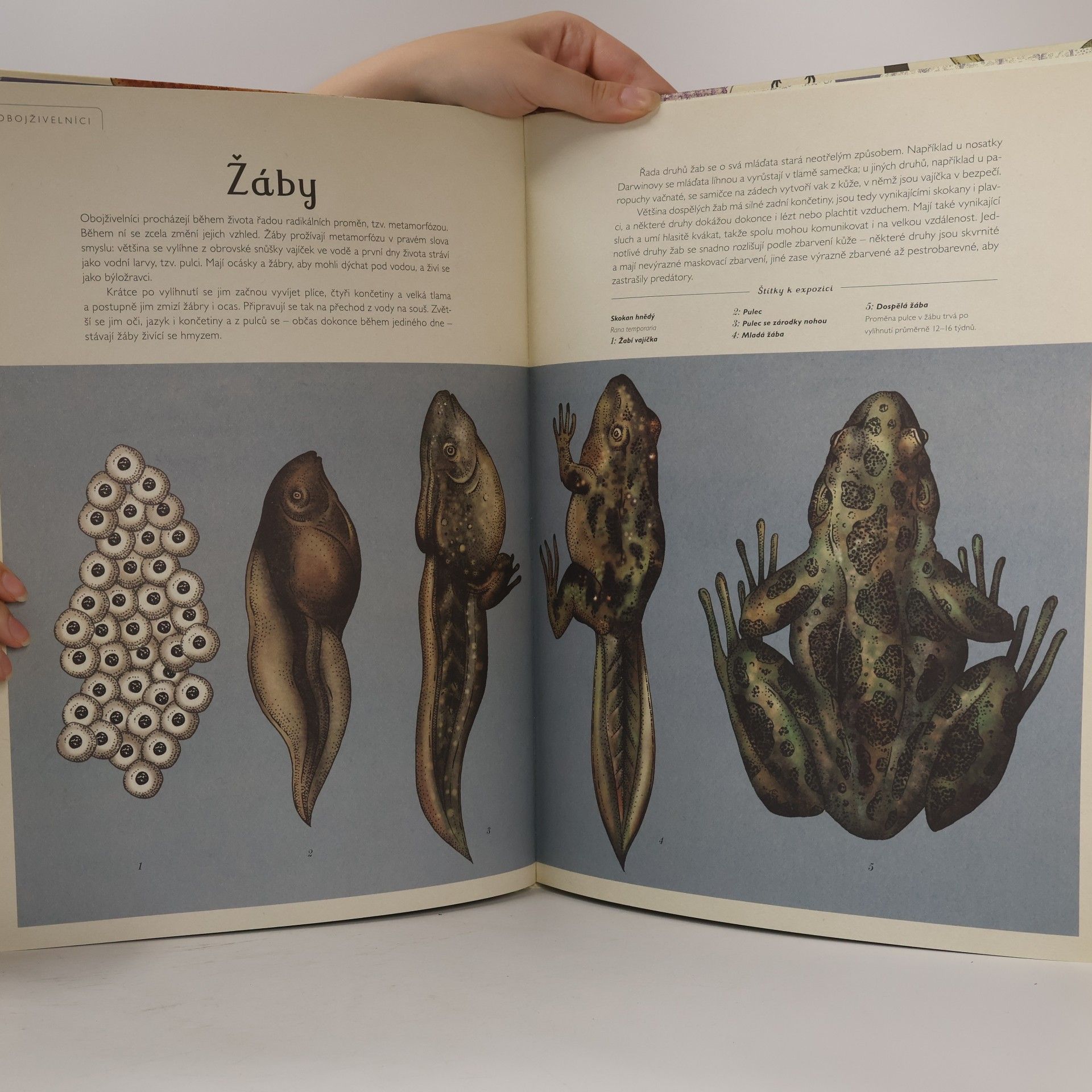 Katie Scott Animalium