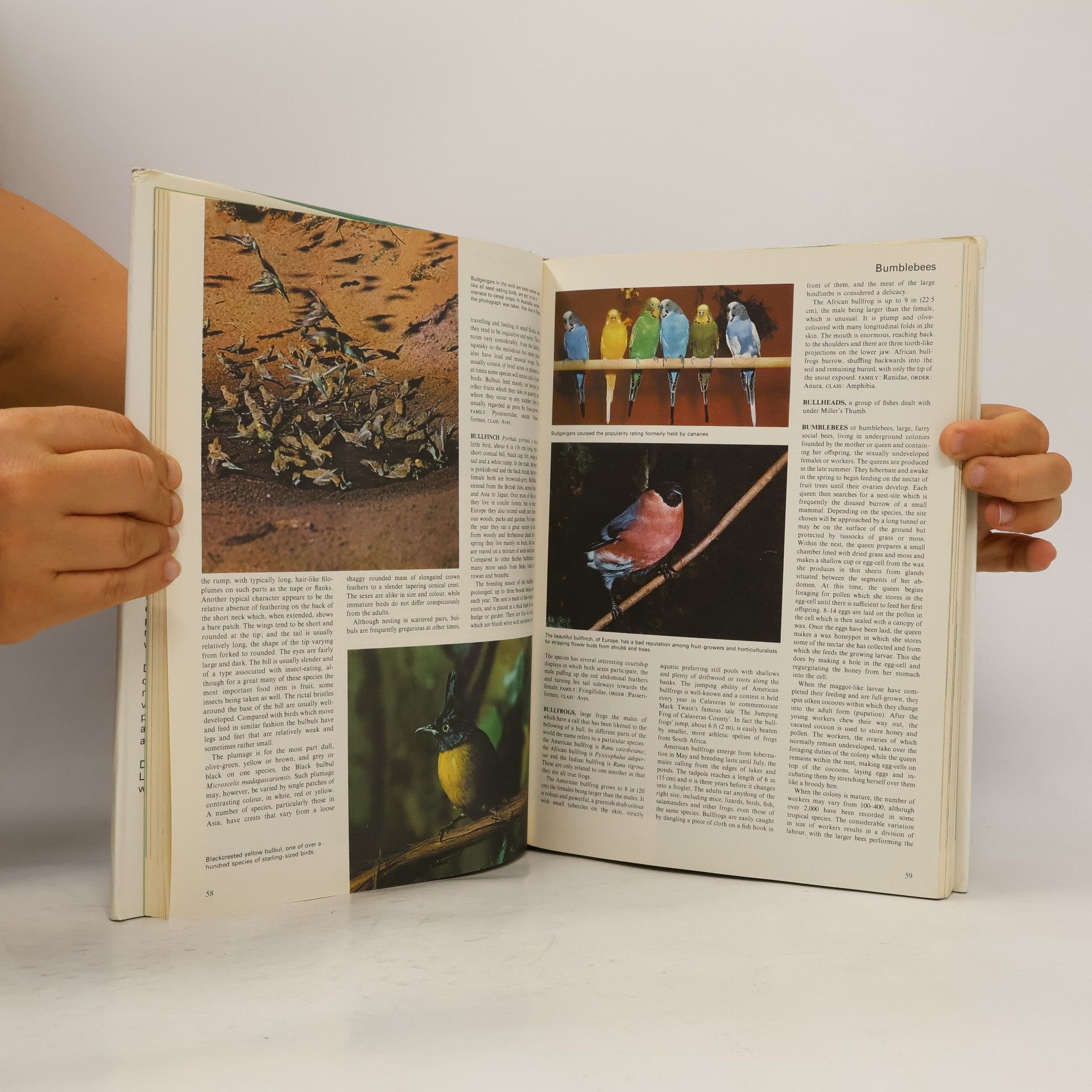AA.VV. Encyclopaedia of animals in colour