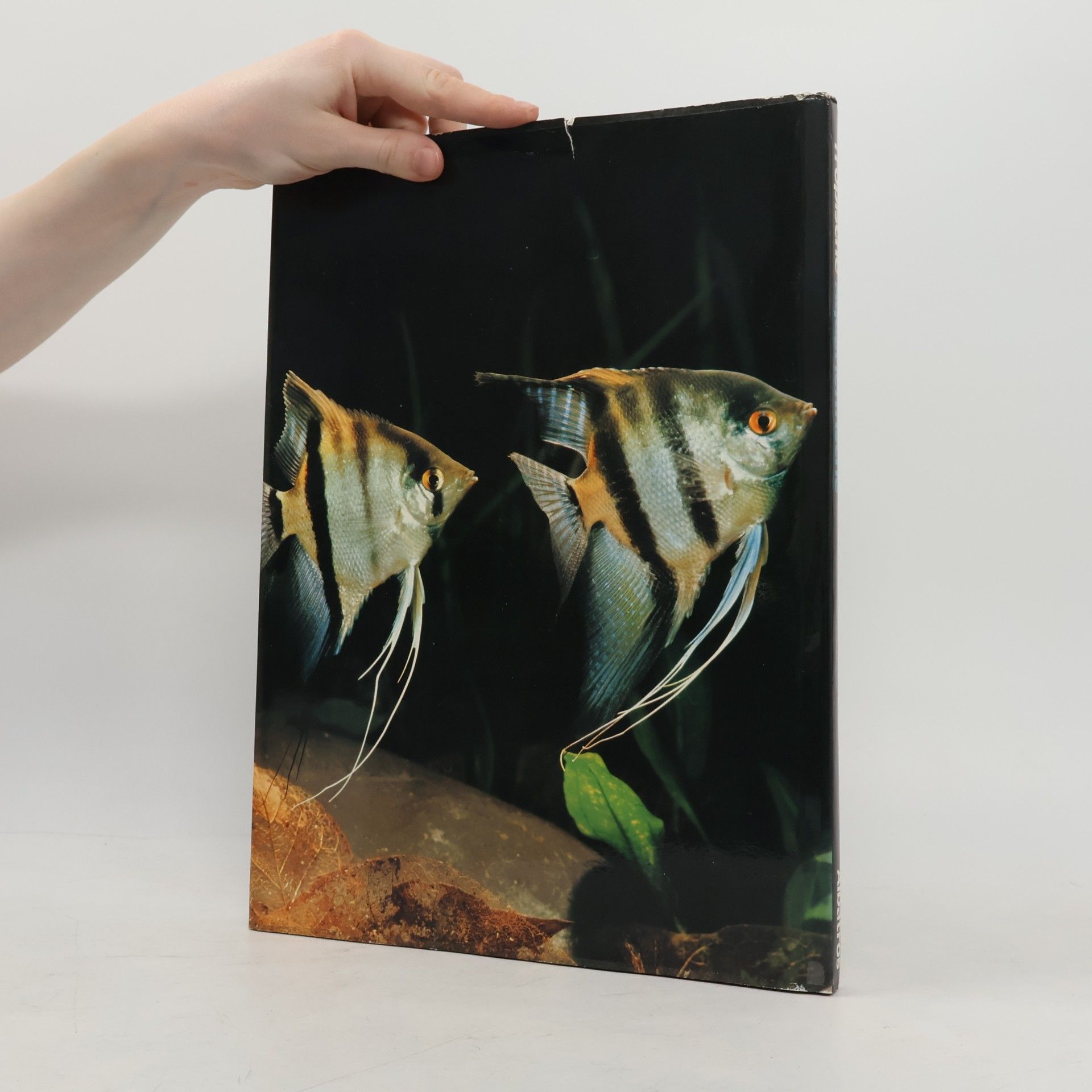 George Cust Tropische Aquarienfische