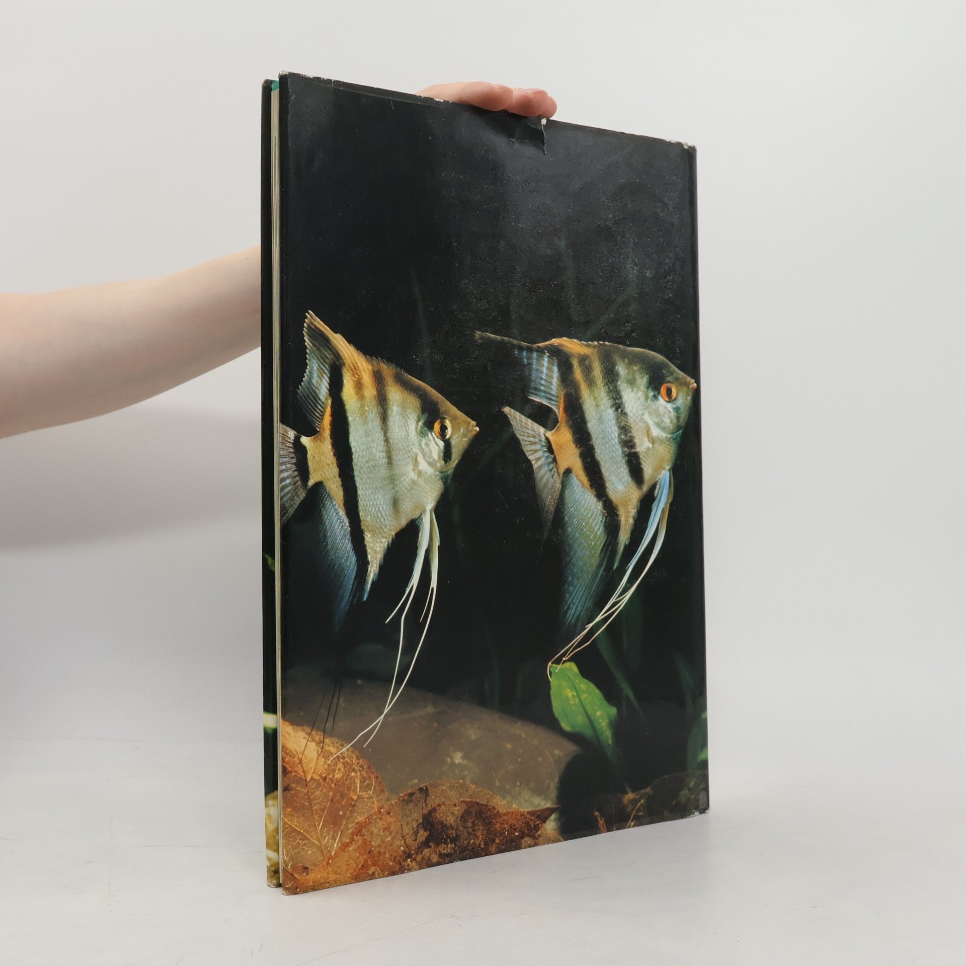 George Cust Tropische Aquarienfische
